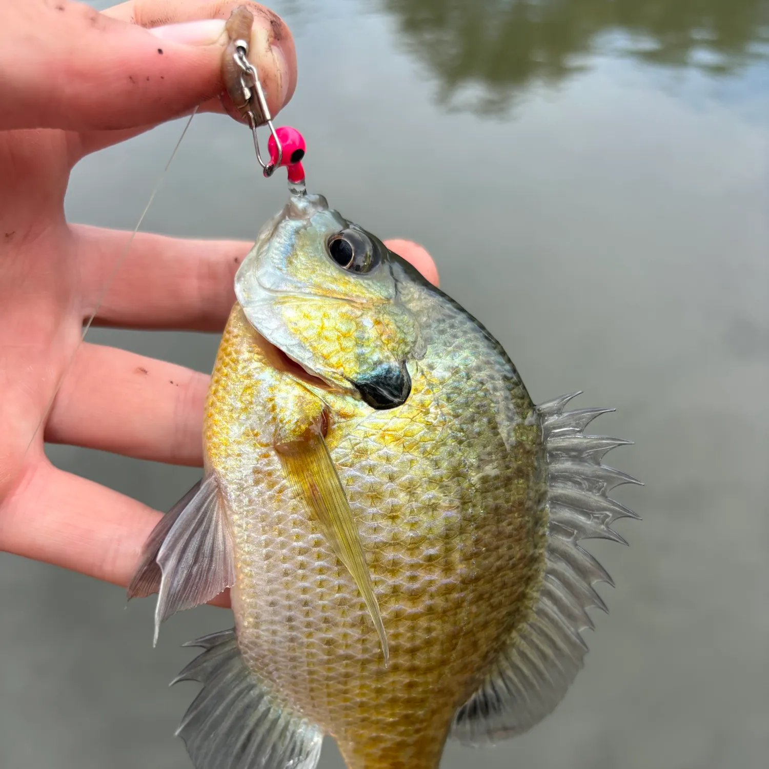Bluegill caught on Fishbrain