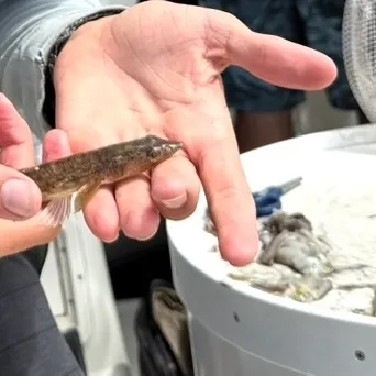 The most recent California lizardfish catches on Fishbrain