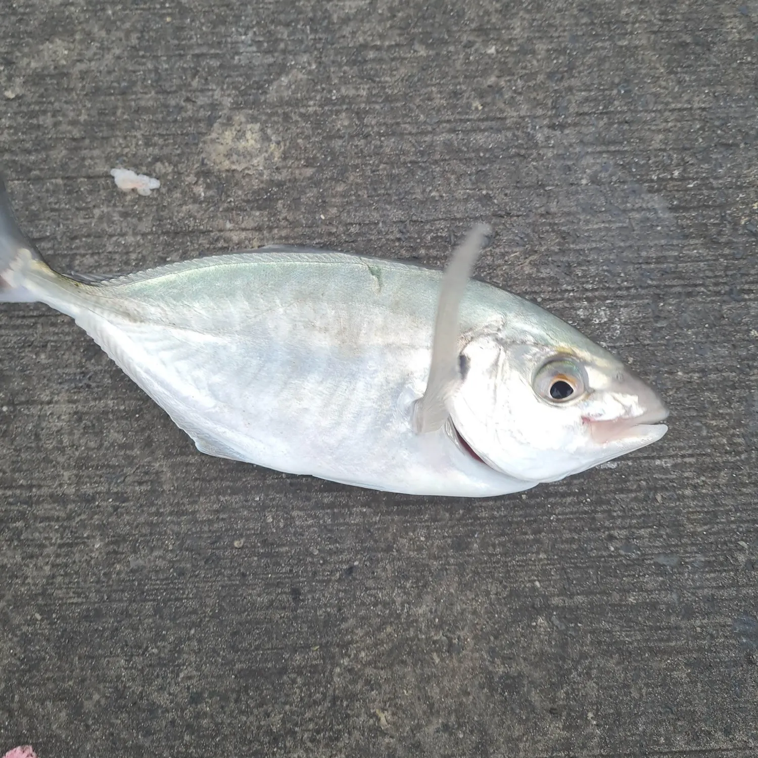 The most recent Silver trevally catches on Fishbrain