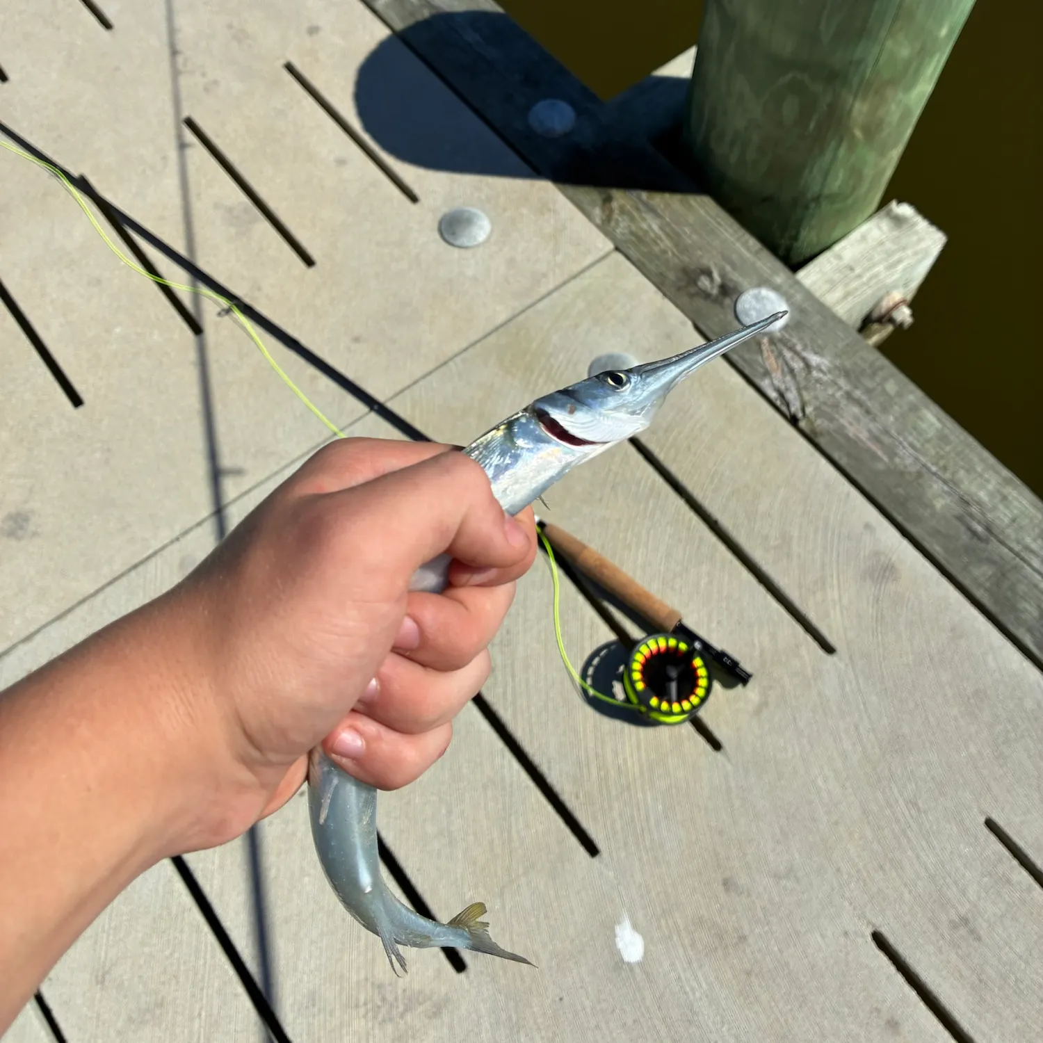 Flat needlefish caught on Fishbrain