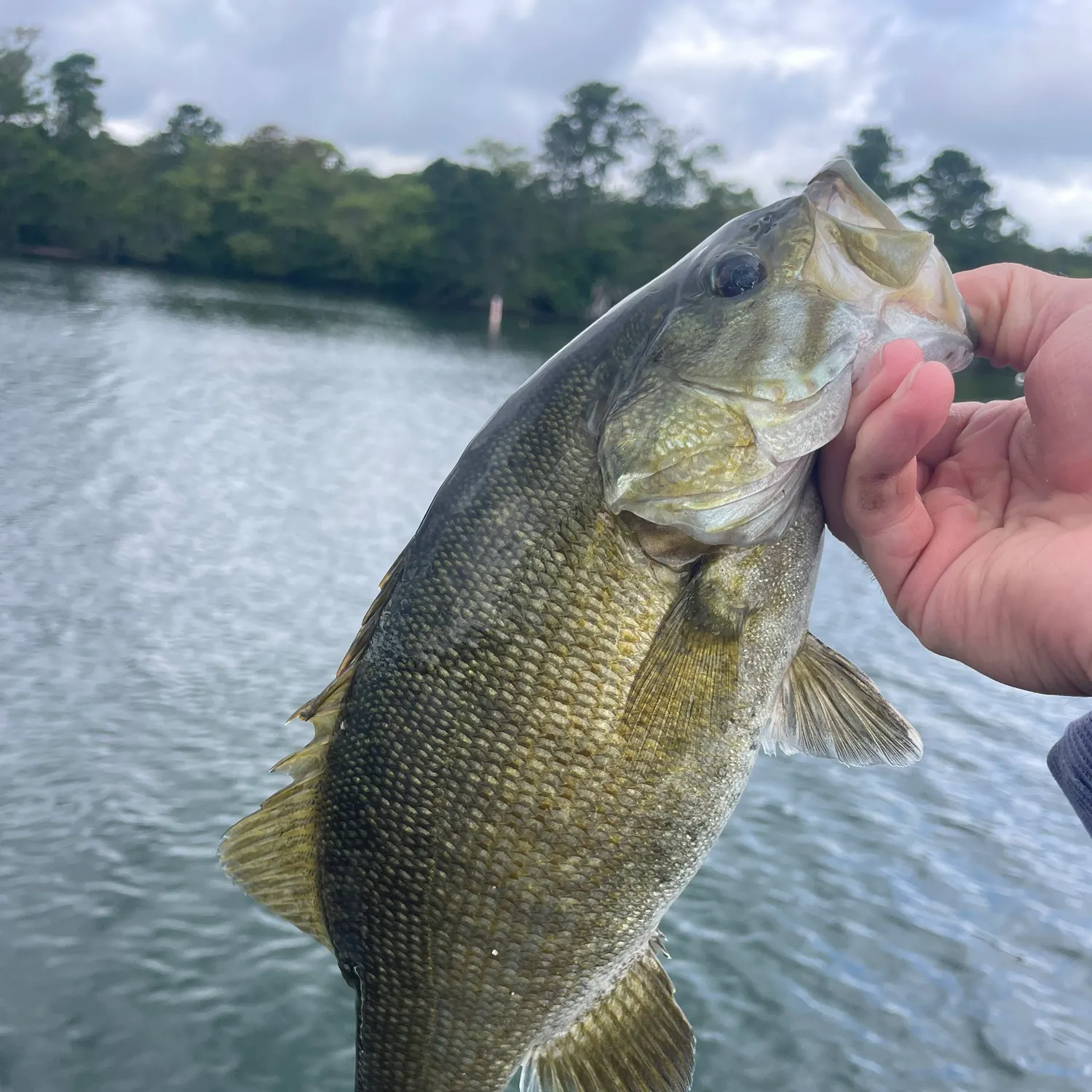 Smallmouth bass caught on Fishbrain