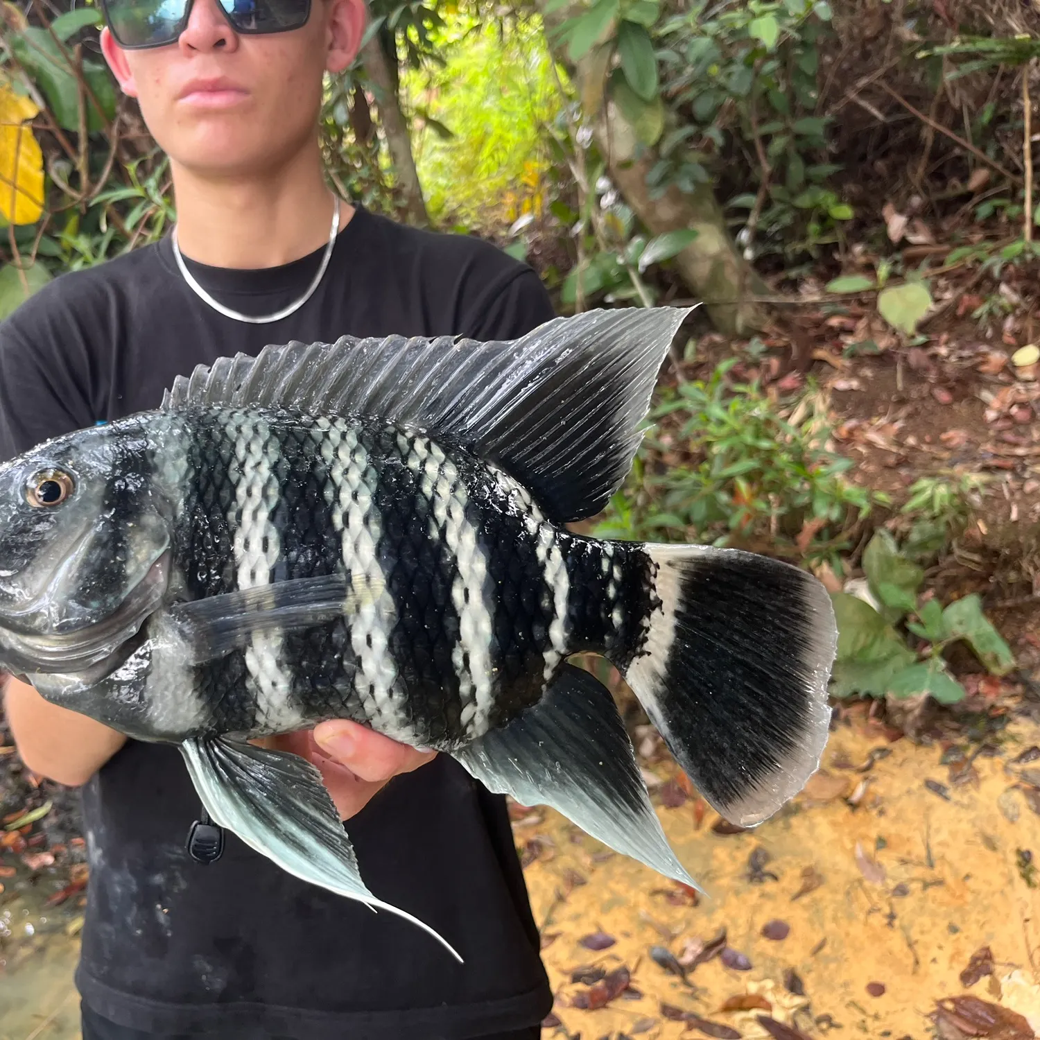 The most recent Zebra tilapia catches on Fishbrain