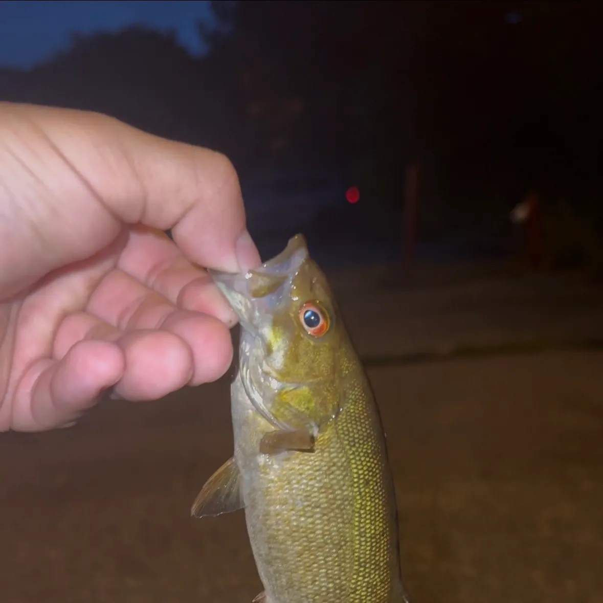 Smallmouth bass caught on Fishbrain