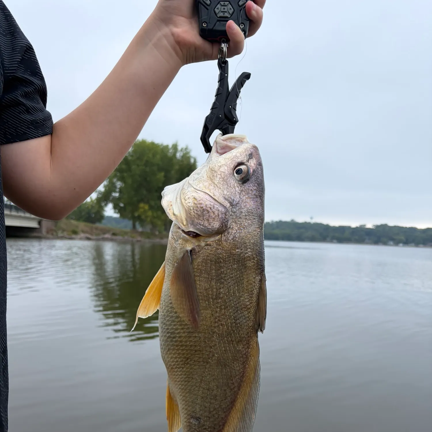 Freshwater drum caught on Fishbrain
