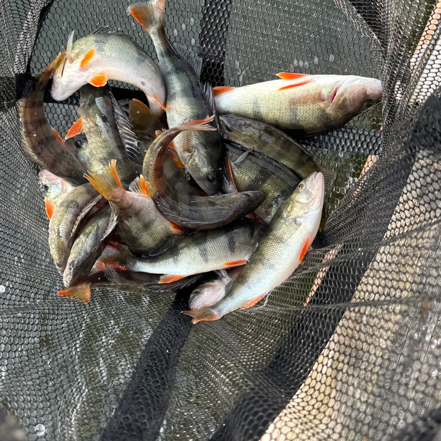 European perch caught on Fishbrain