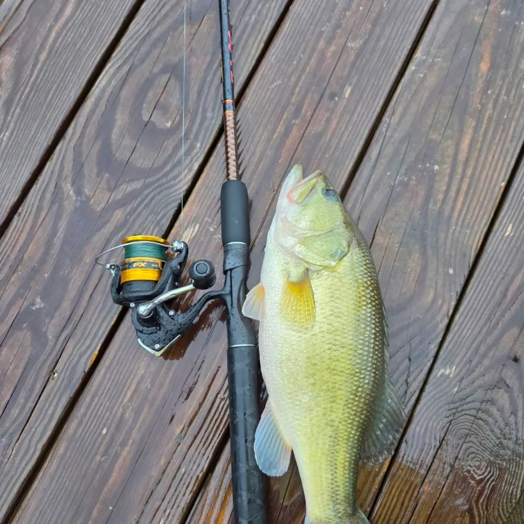 Largemouth bass caught on Fishbrain