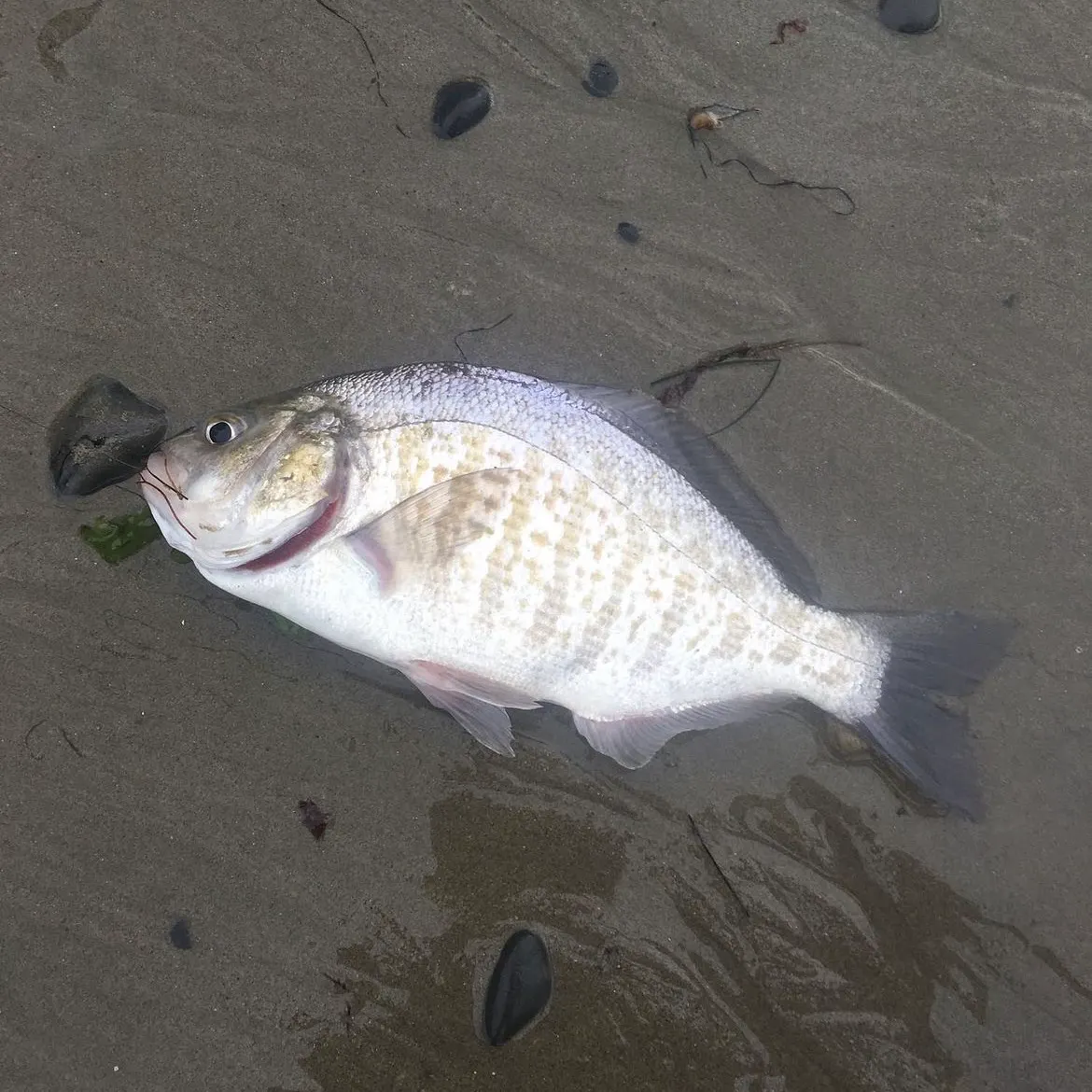 Barred surfperch caught on Fishbrain