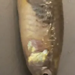 Western mosquitofish caught on Fishbrain
