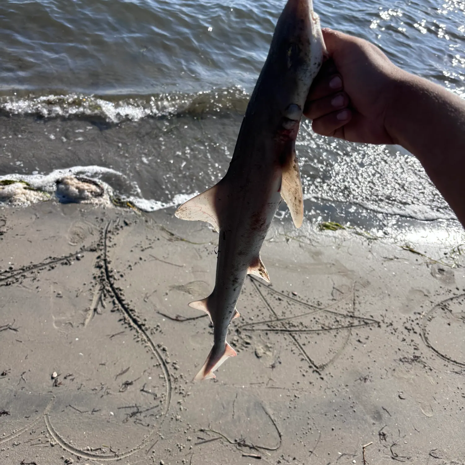 The most recent Grey smooth-hound catches on Fishbrain