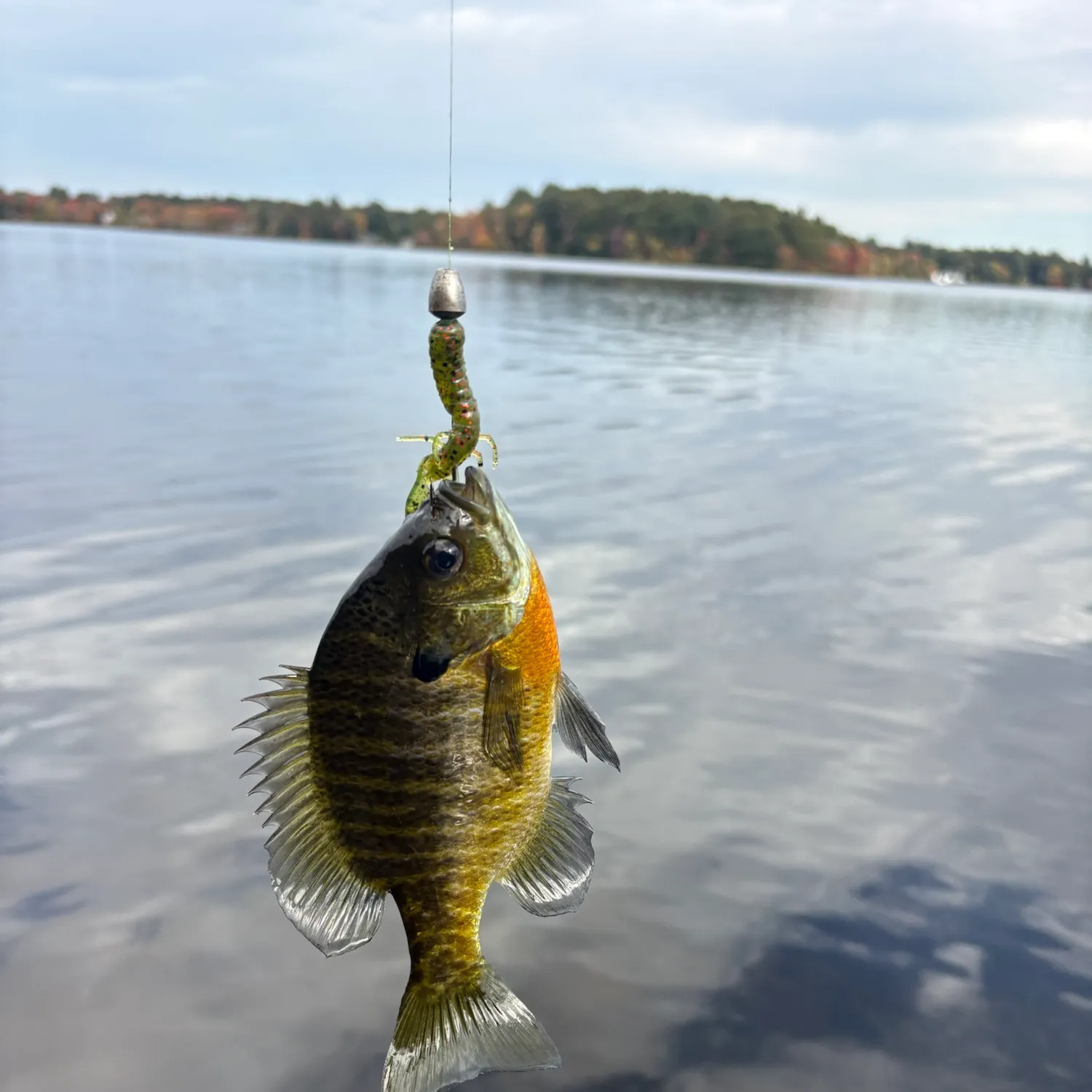 Bluegill caught on Fishbrain