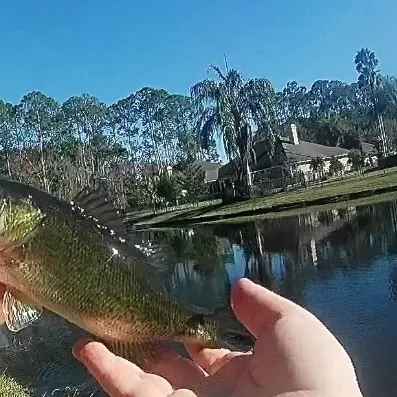 The most recent Florida bass catches on Fishbrain