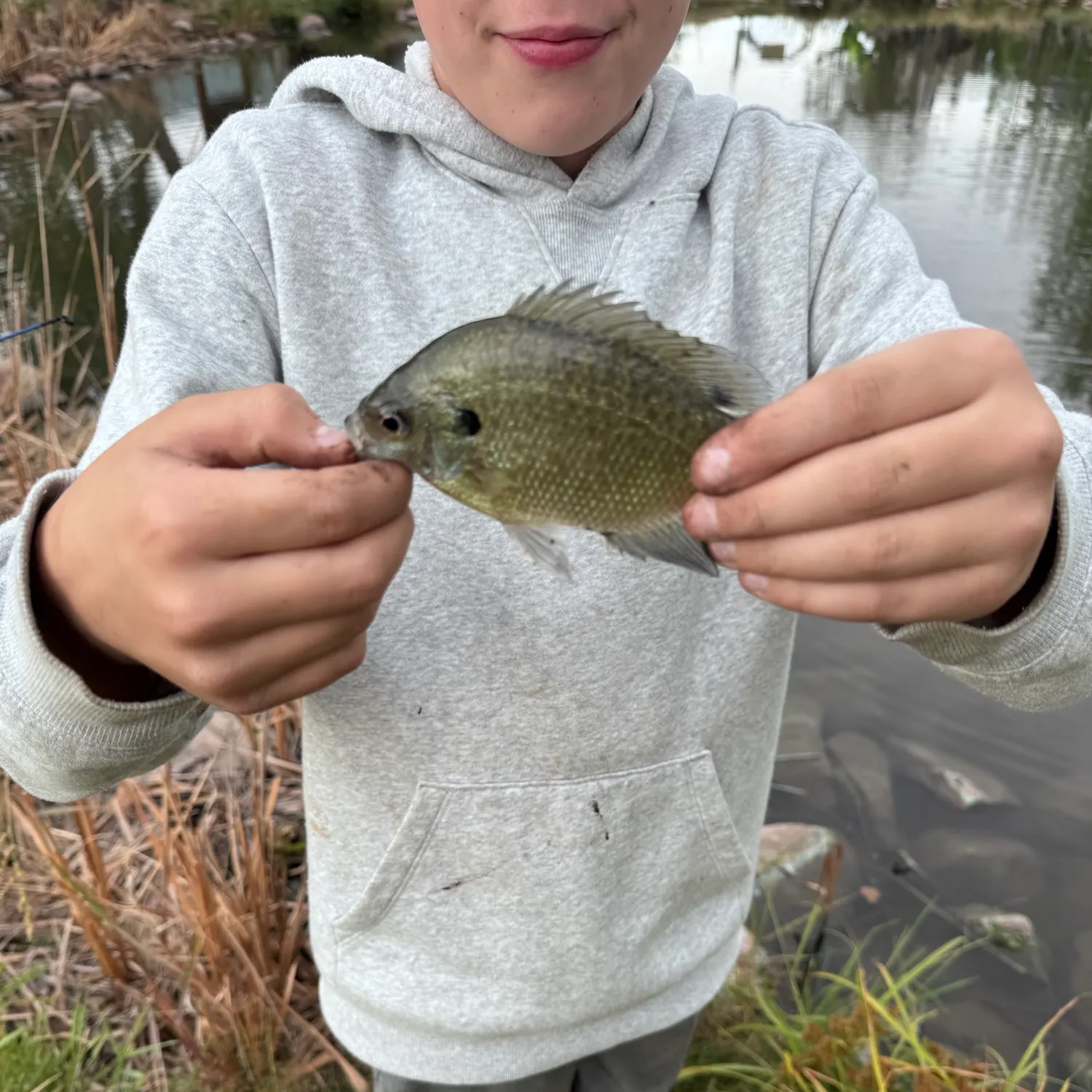 Bluegill caught on Fishbrain