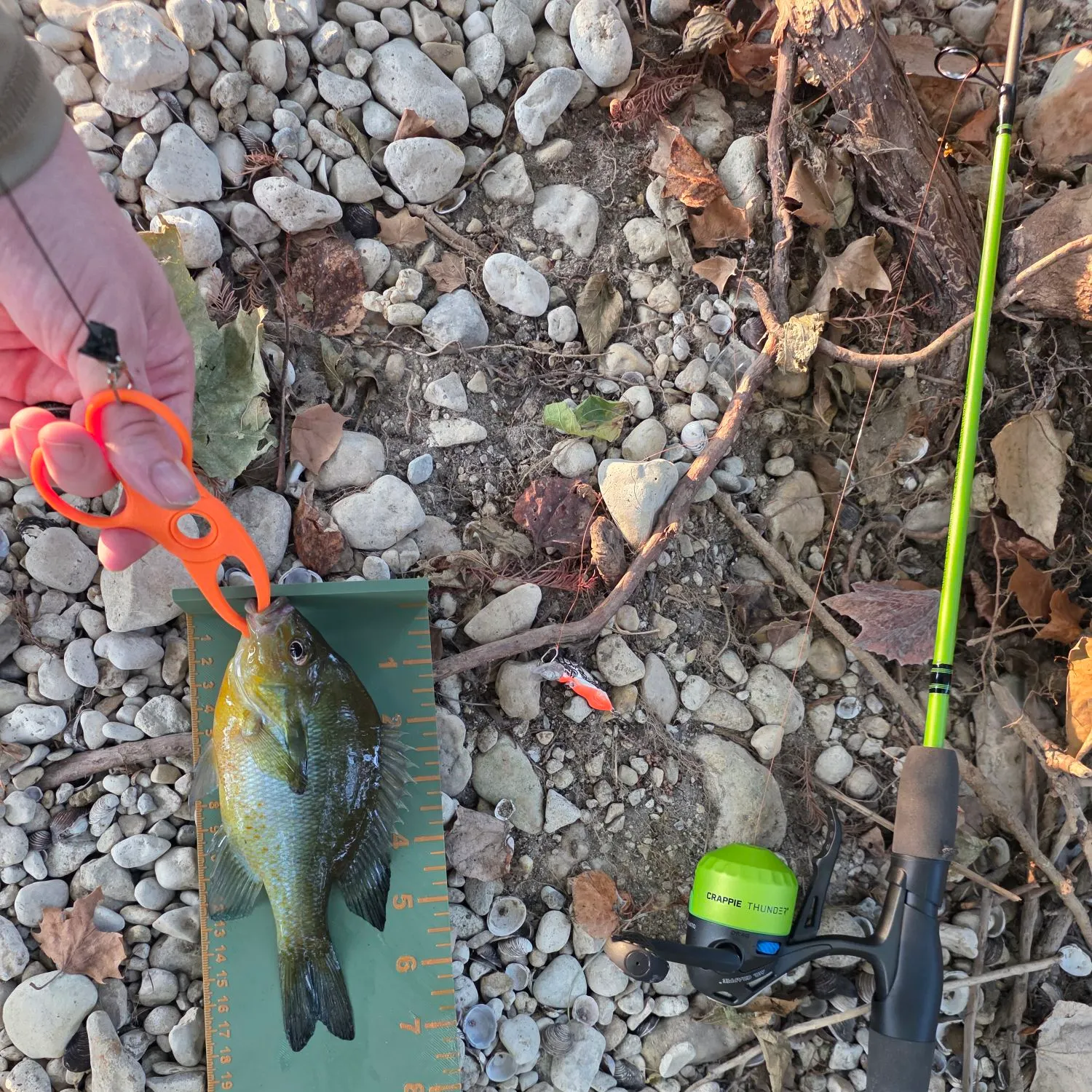 Redbreast sunfish caught on Fishbrain