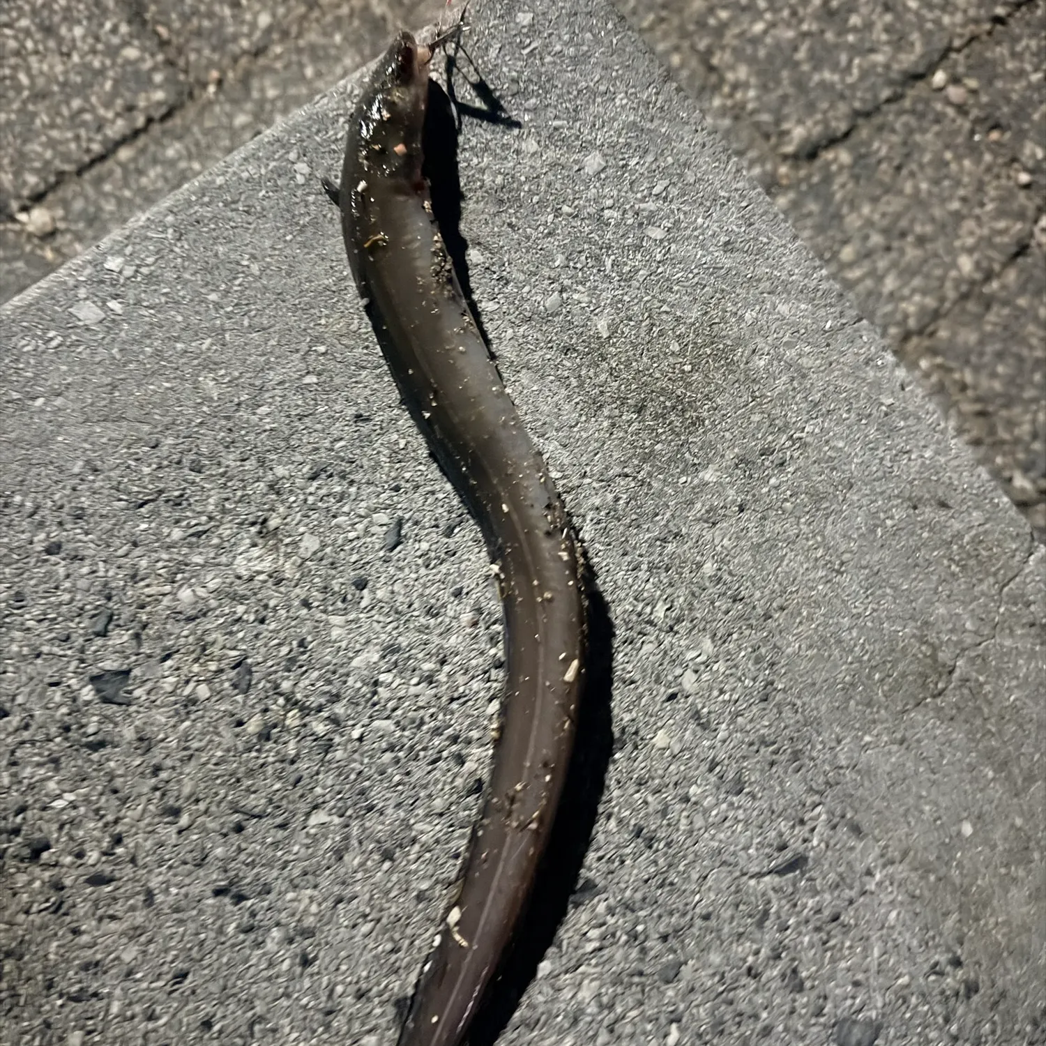American eel caught on Fishbrain