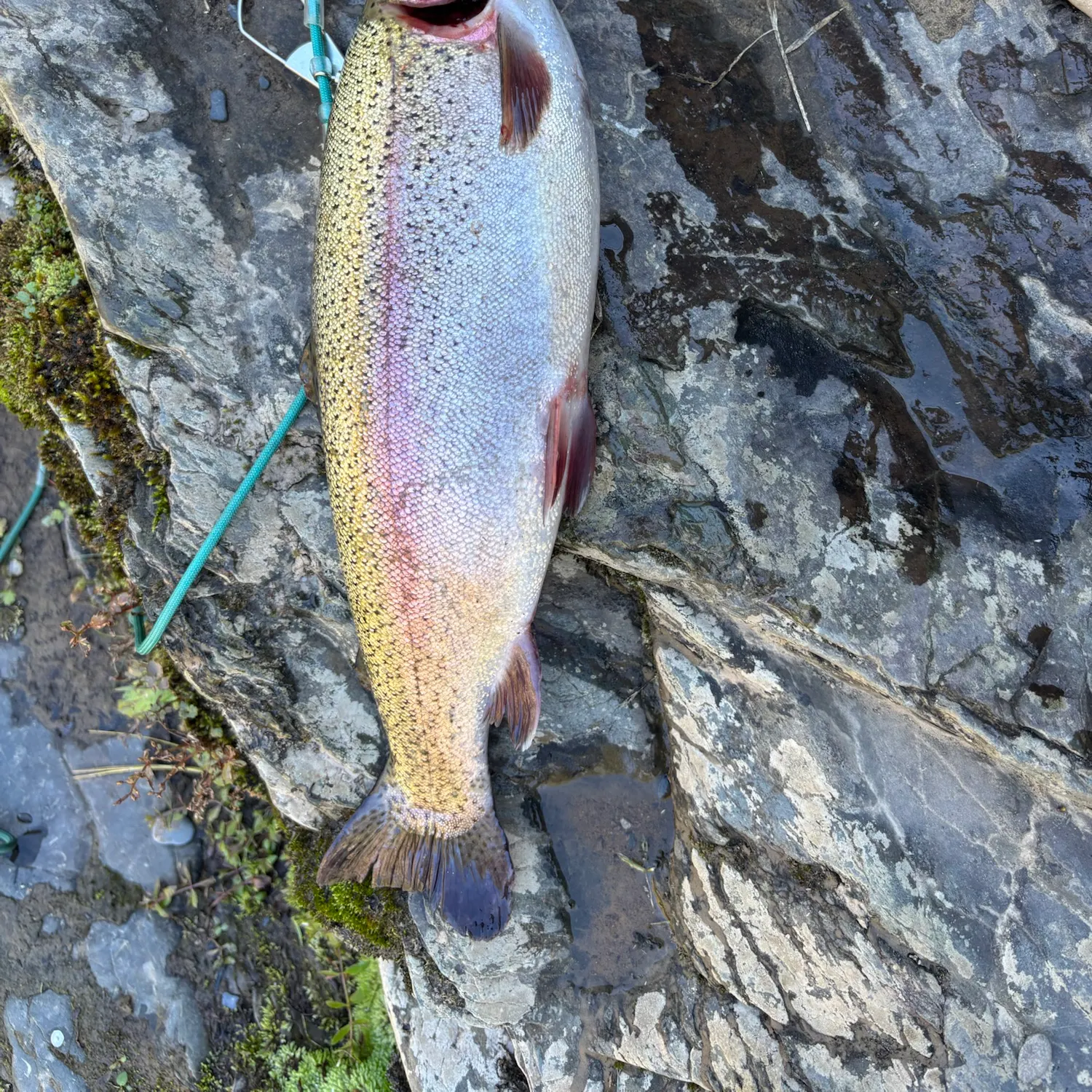 Rainbow trout caught on Fishbrain