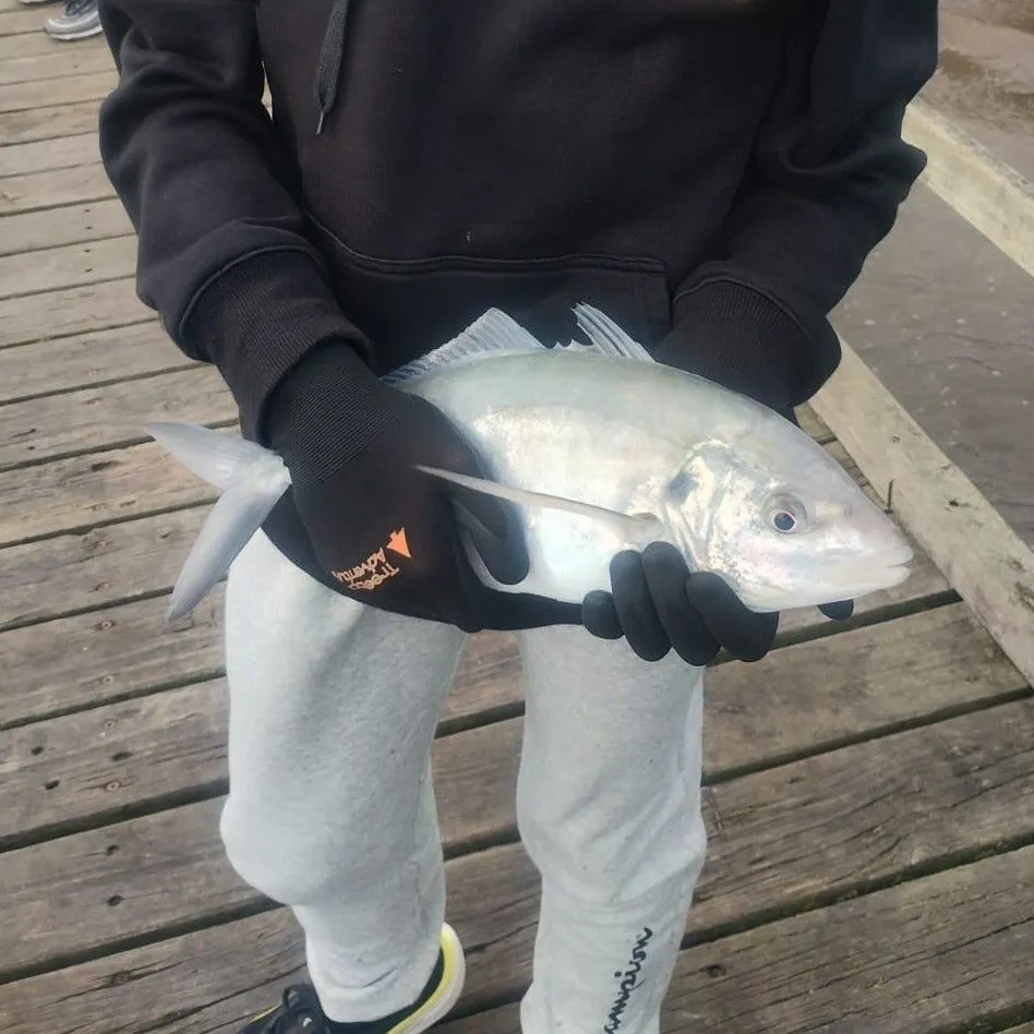 The most recent White trevally catches on Fishbrain