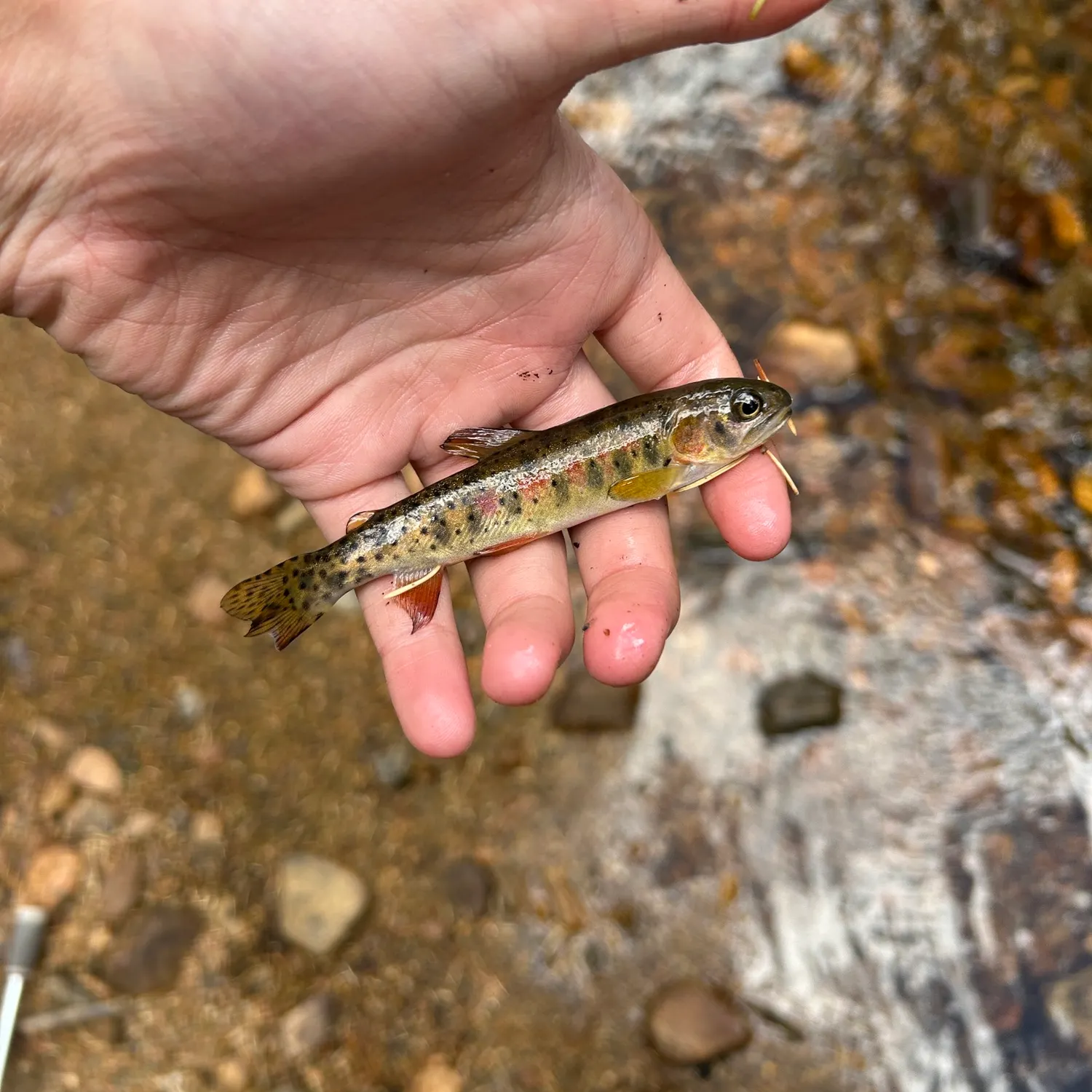 Colorado river cutthroat trout caught on Fishbrain