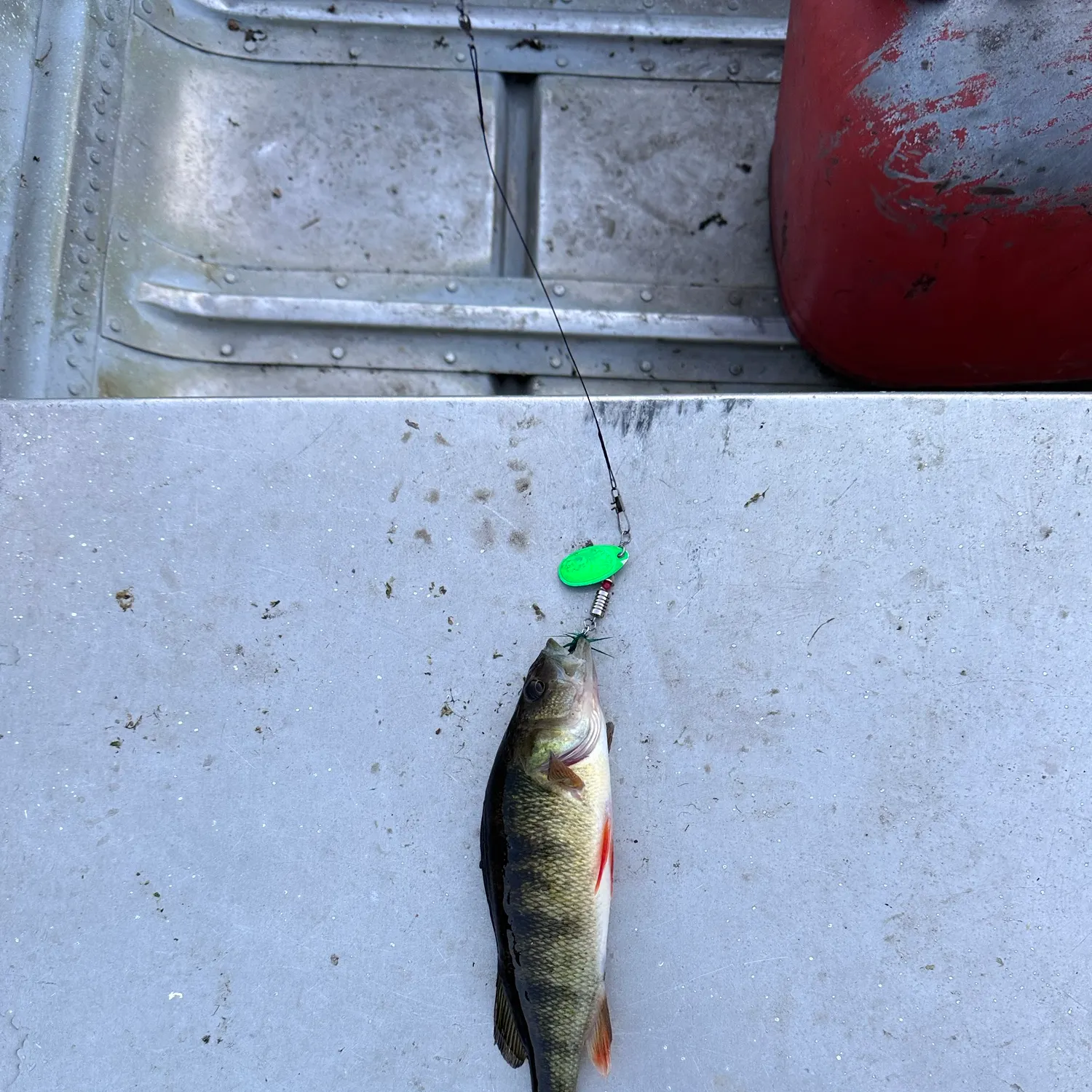 Yellow perch caught on Fishbrain