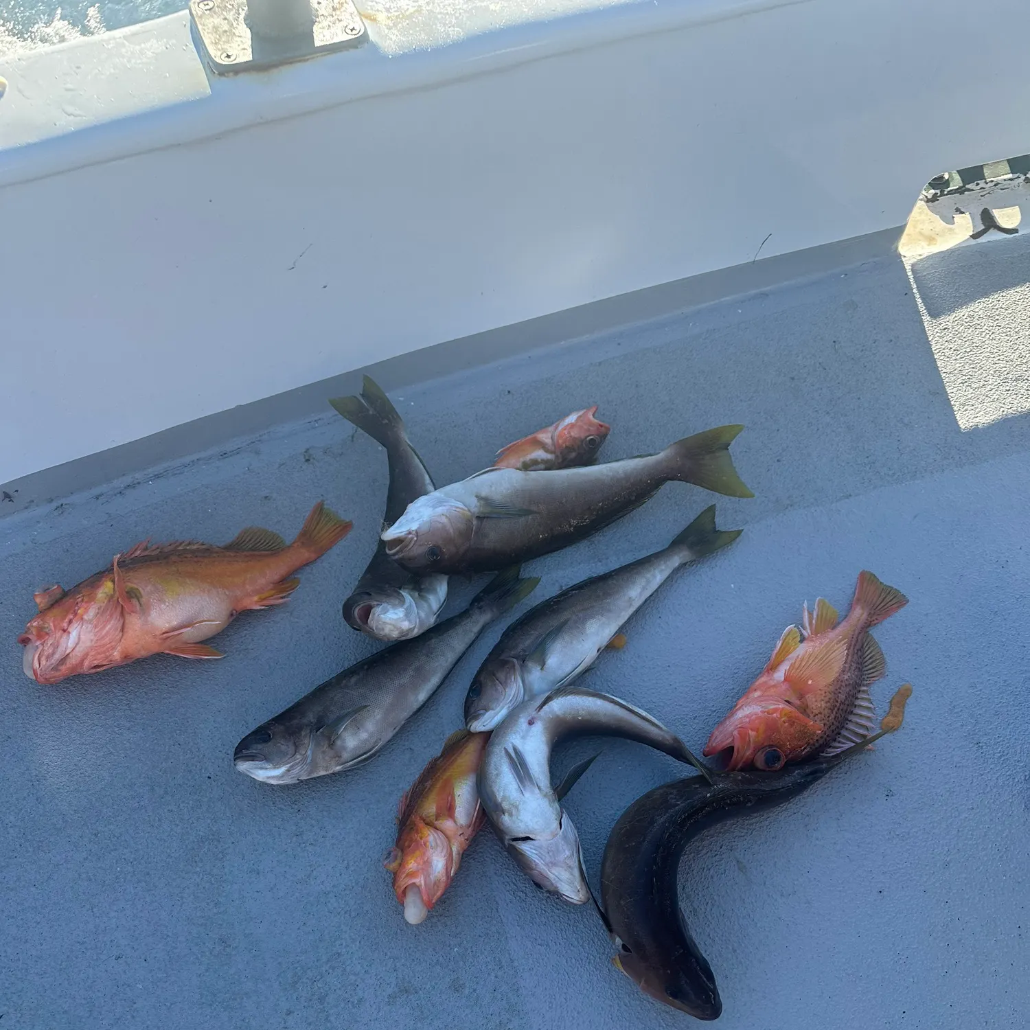 The most recent Ocean whitefish catches on Fishbrain