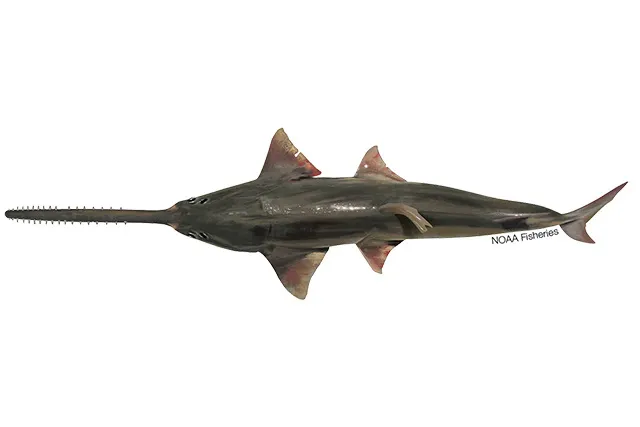 Knifetooth sawfish