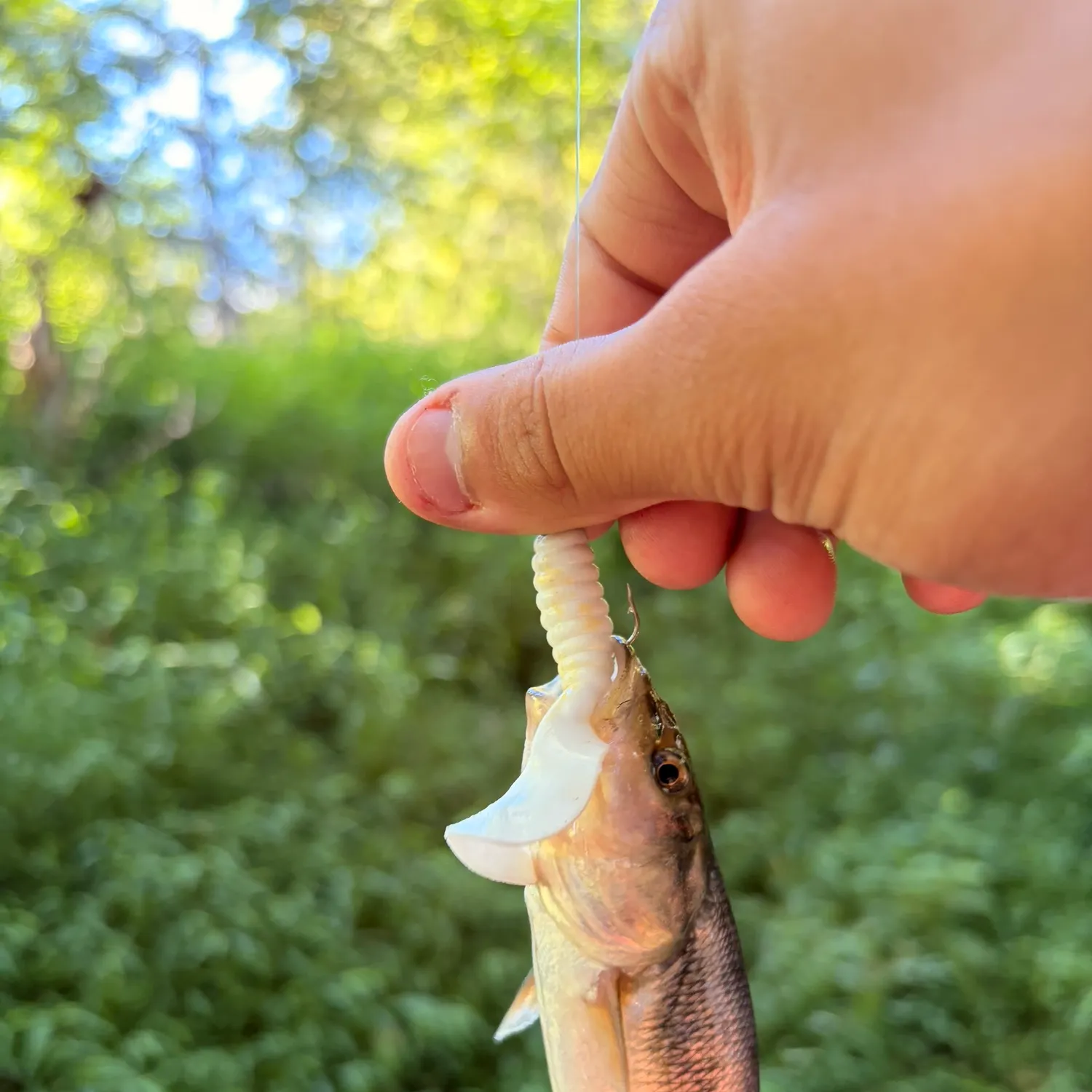 Creek chub caught on Fishbrain