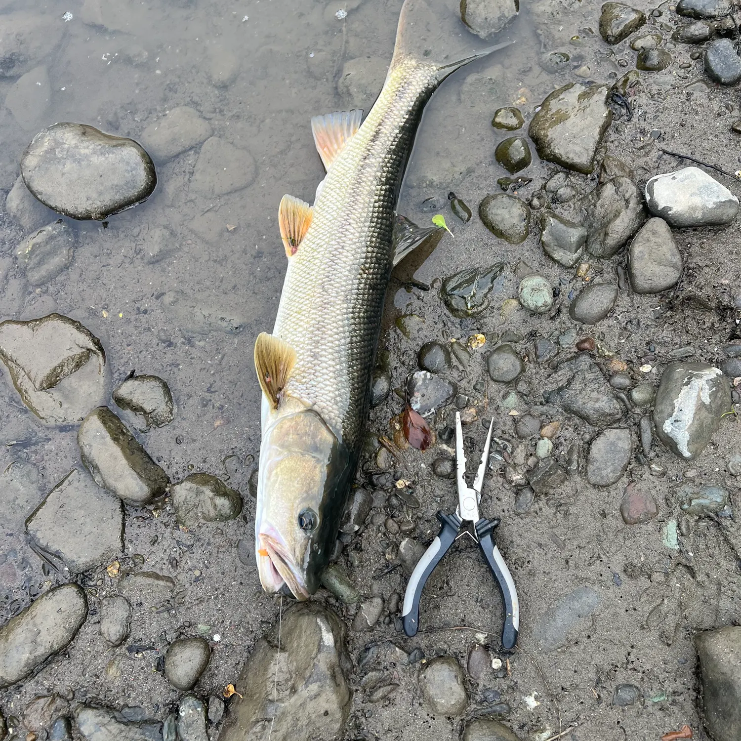 Sacramento pikeminnow caught on Fishbrain