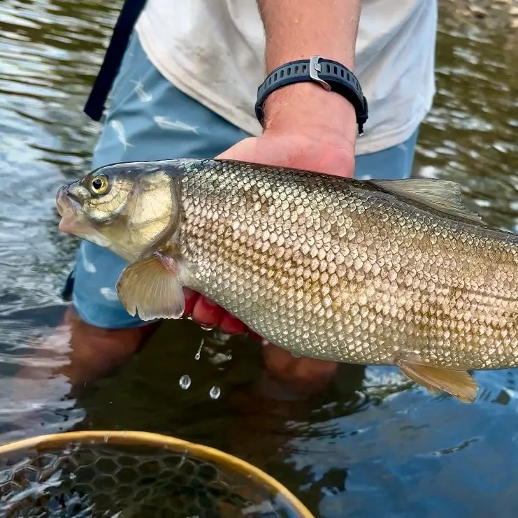Mountain whitefish caught on Fishbrain