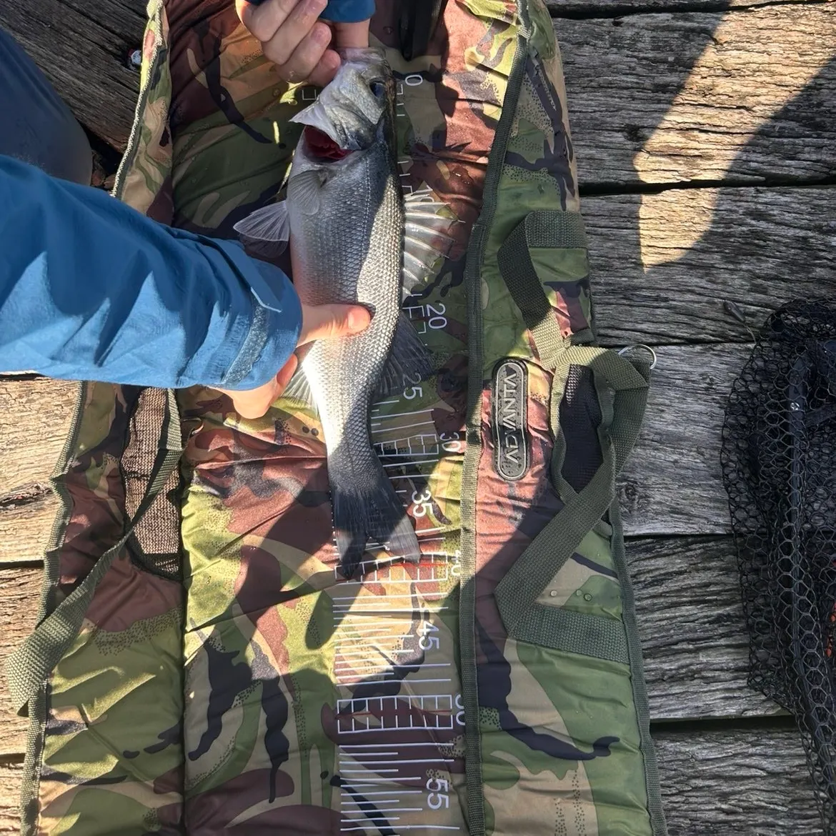 European seabass caught on Fishbrain