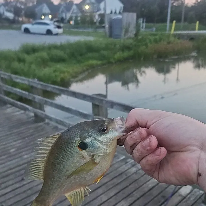 Redear sunfish caught on Fishbrain
