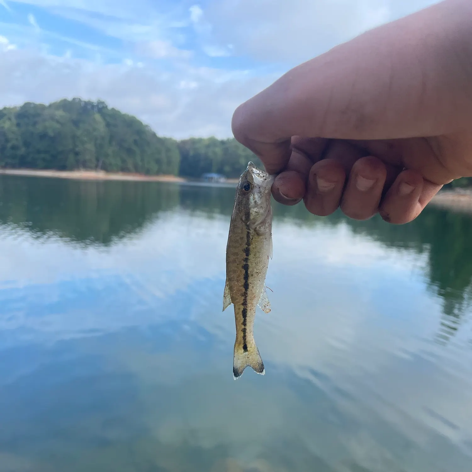 Spotted bass caught on Fishbrain
