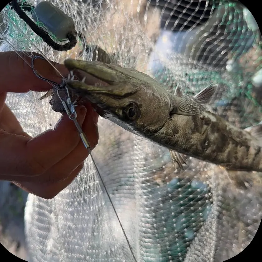 Great barracuda caught on Fishbrain
