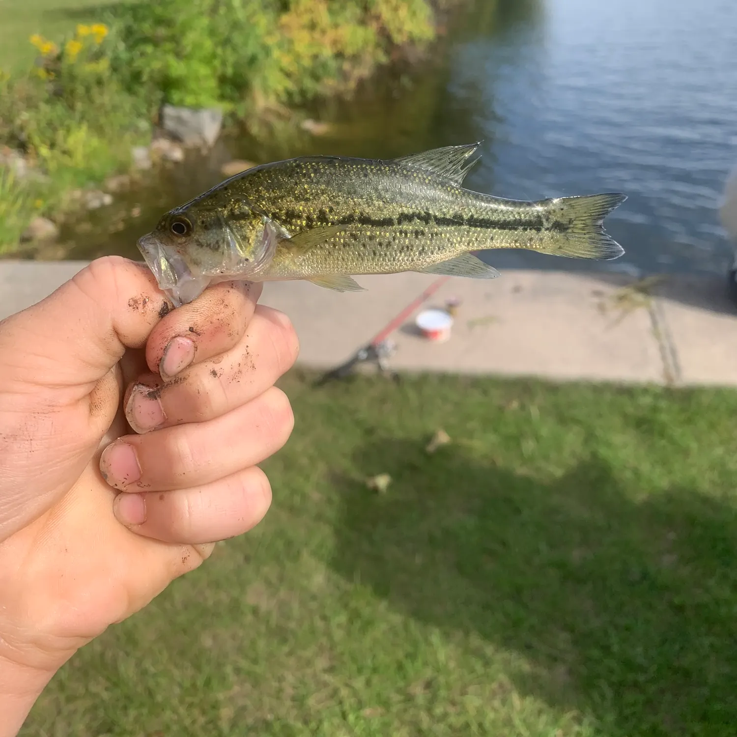Largemouth bass caught on Fishbrain