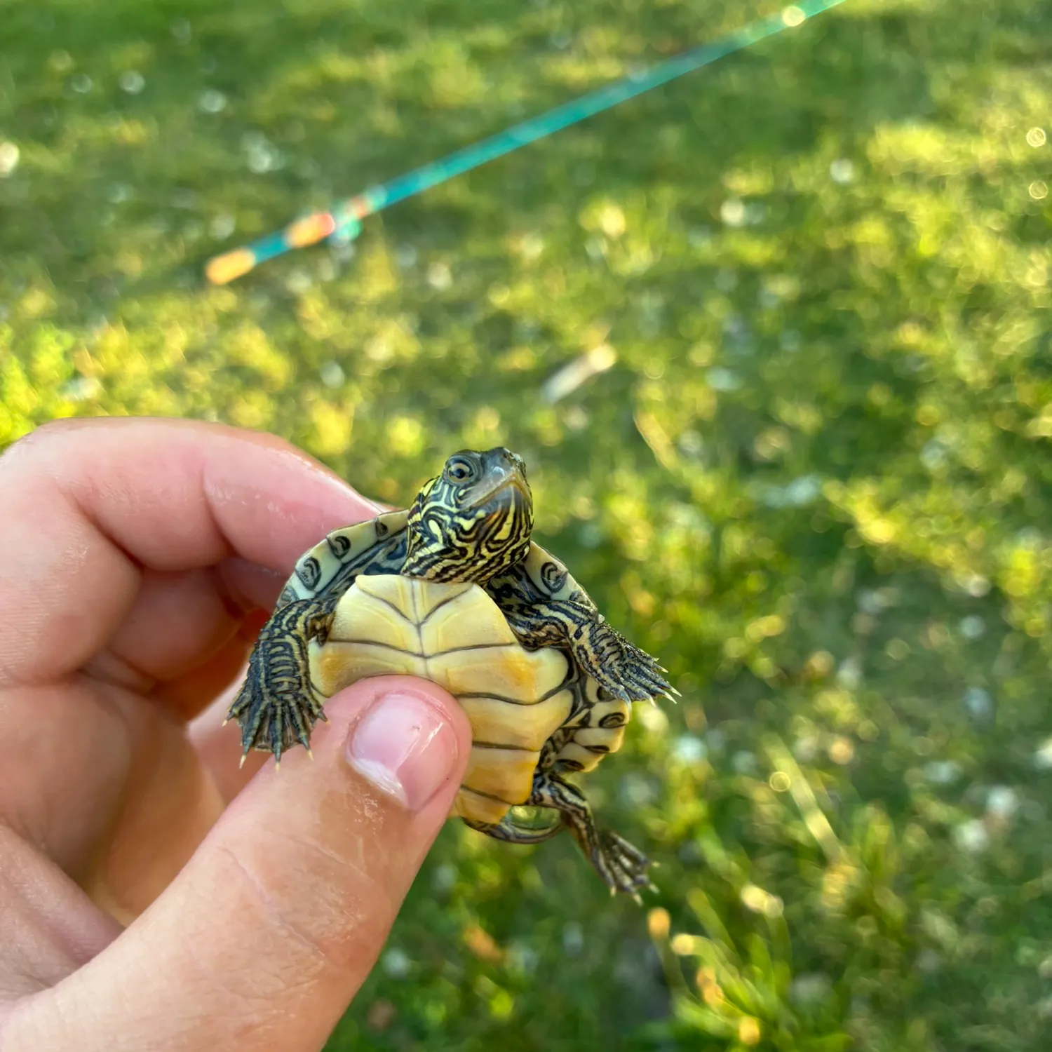 The most recent Painted turtle catches on Fishbrain