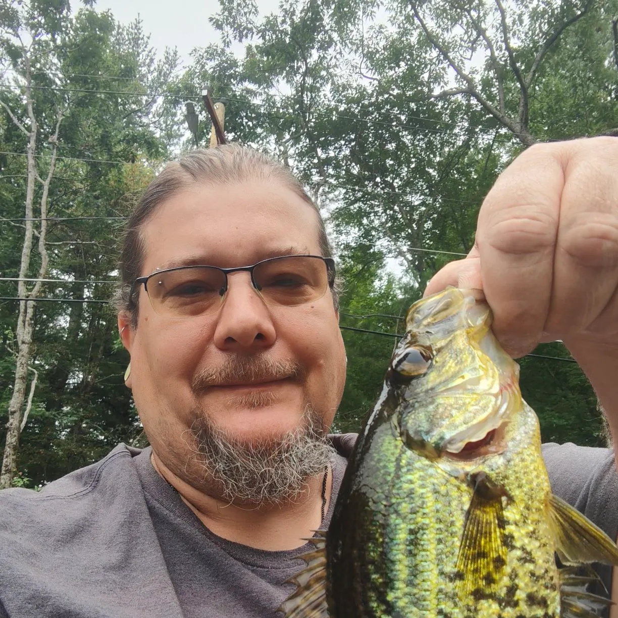 Black crappie caught on Fishbrain