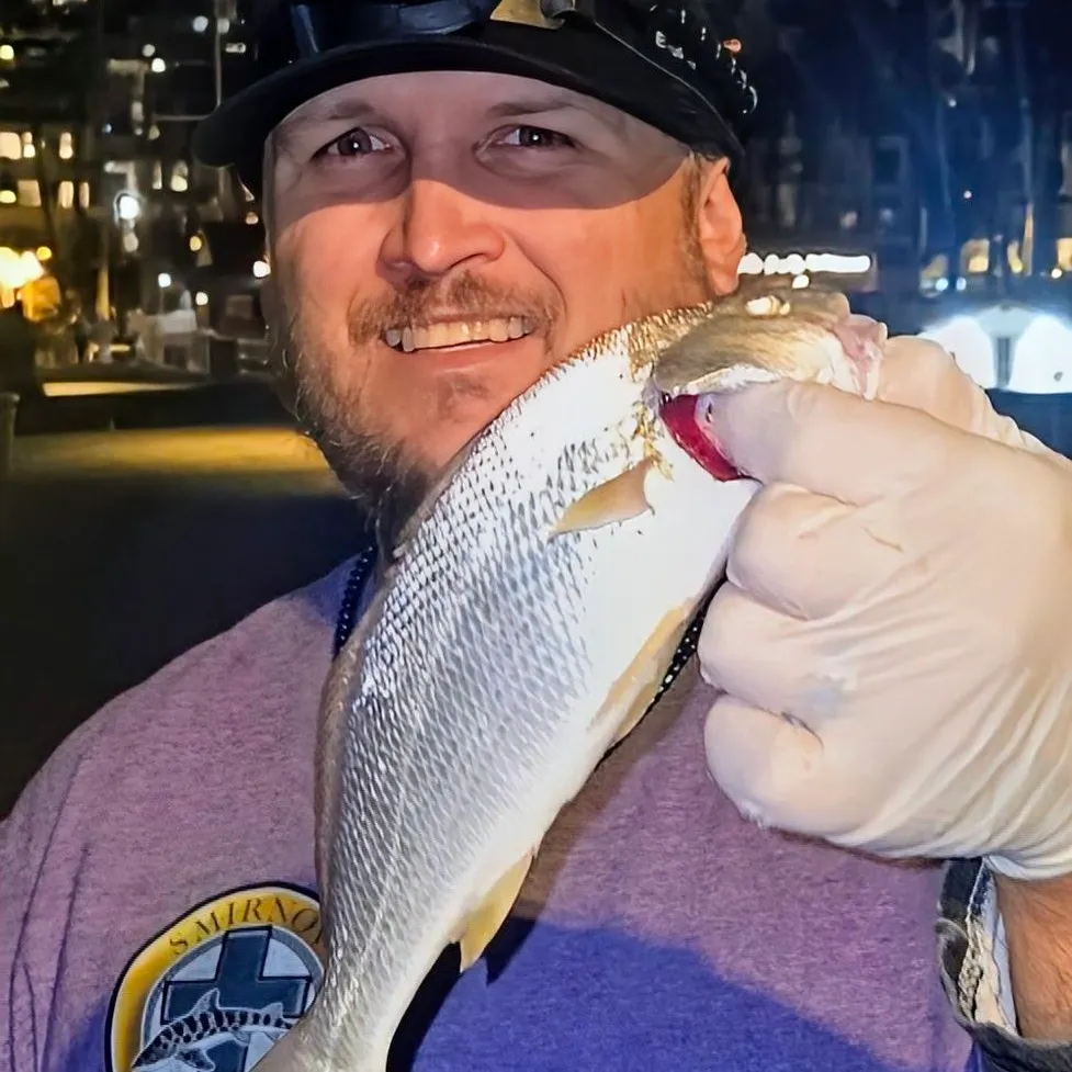 Yellowfin croaker caught on Fishbrain