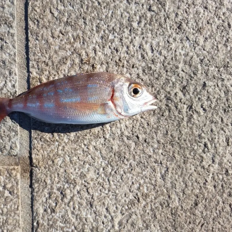 The most recent Common pandora catches on Fishbrain