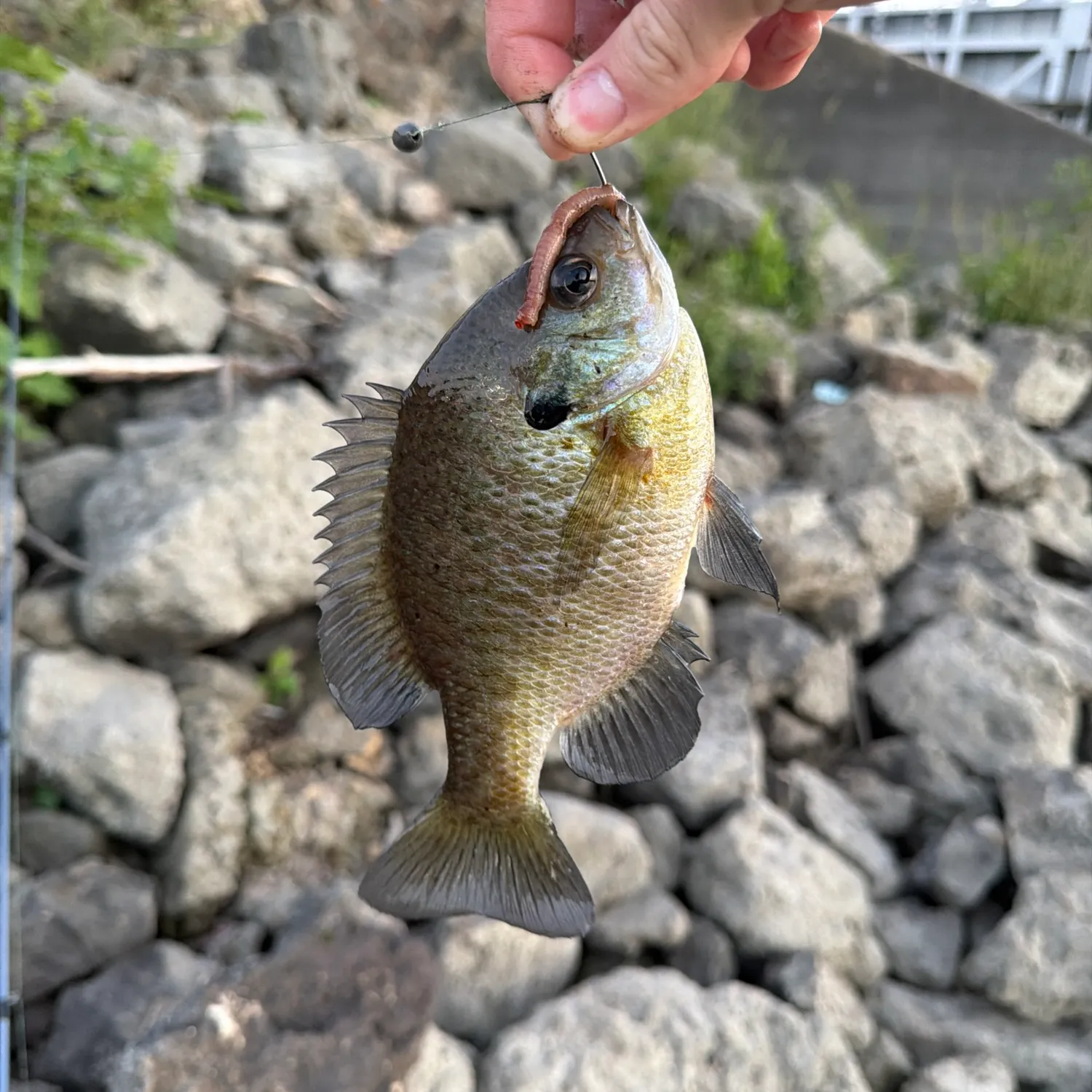 Bluegill caught on Fishbrain