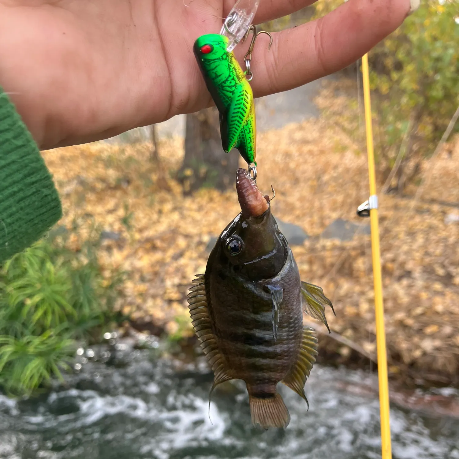 The most popular recent Convict cichlid catch on Fishbrain