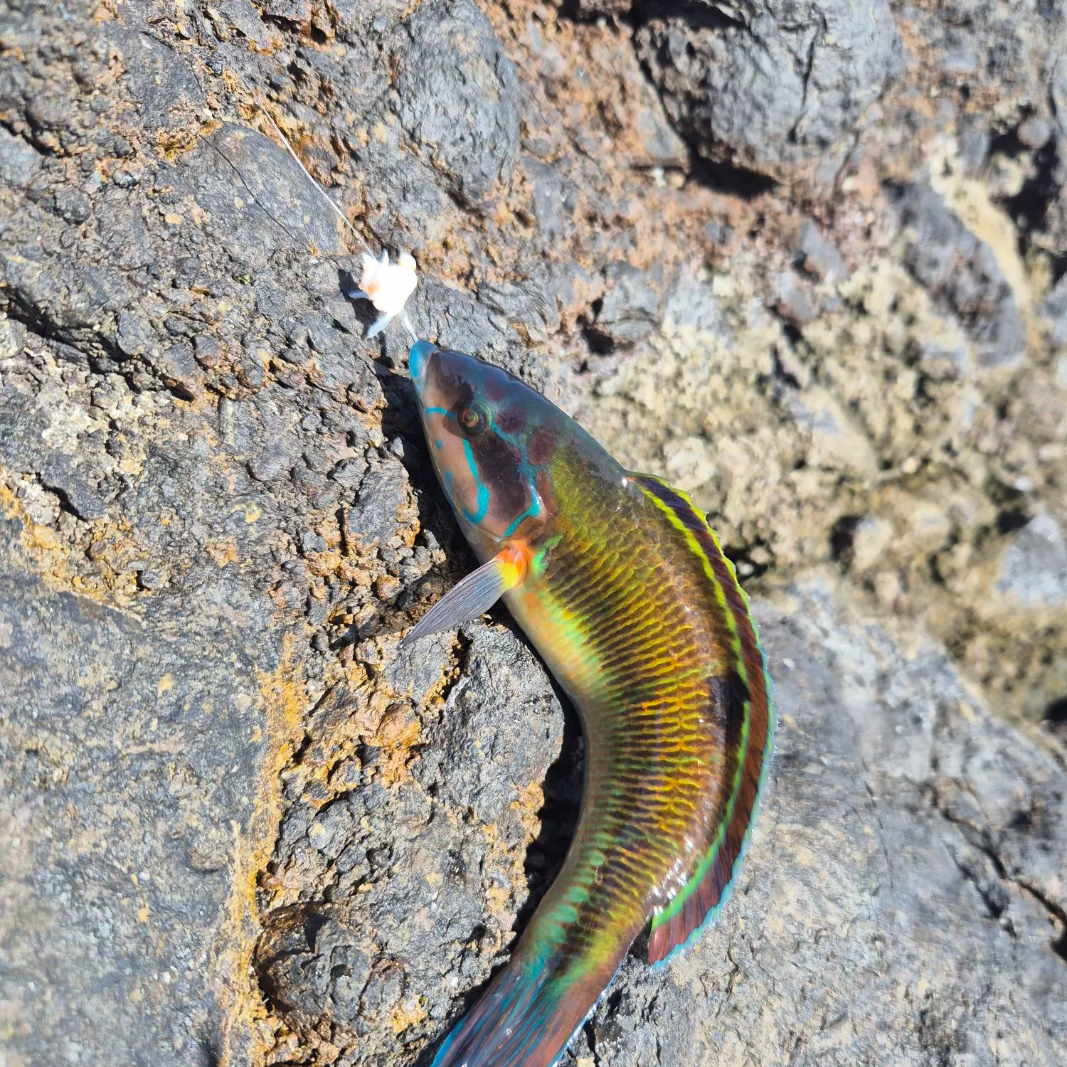 The most recent Ornate wrasse catches on Fishbrain