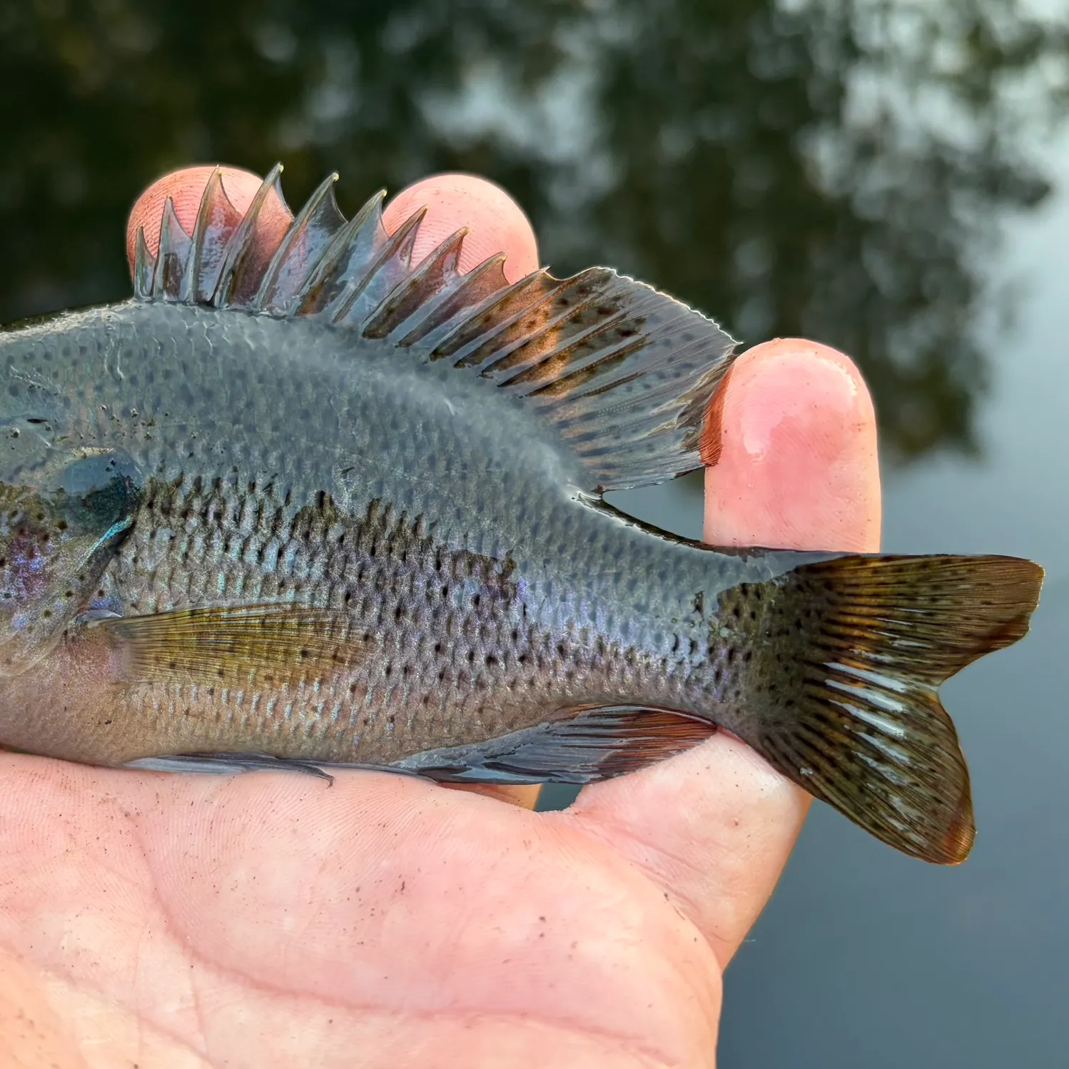 Spotted sunfish caught on Fishbrain