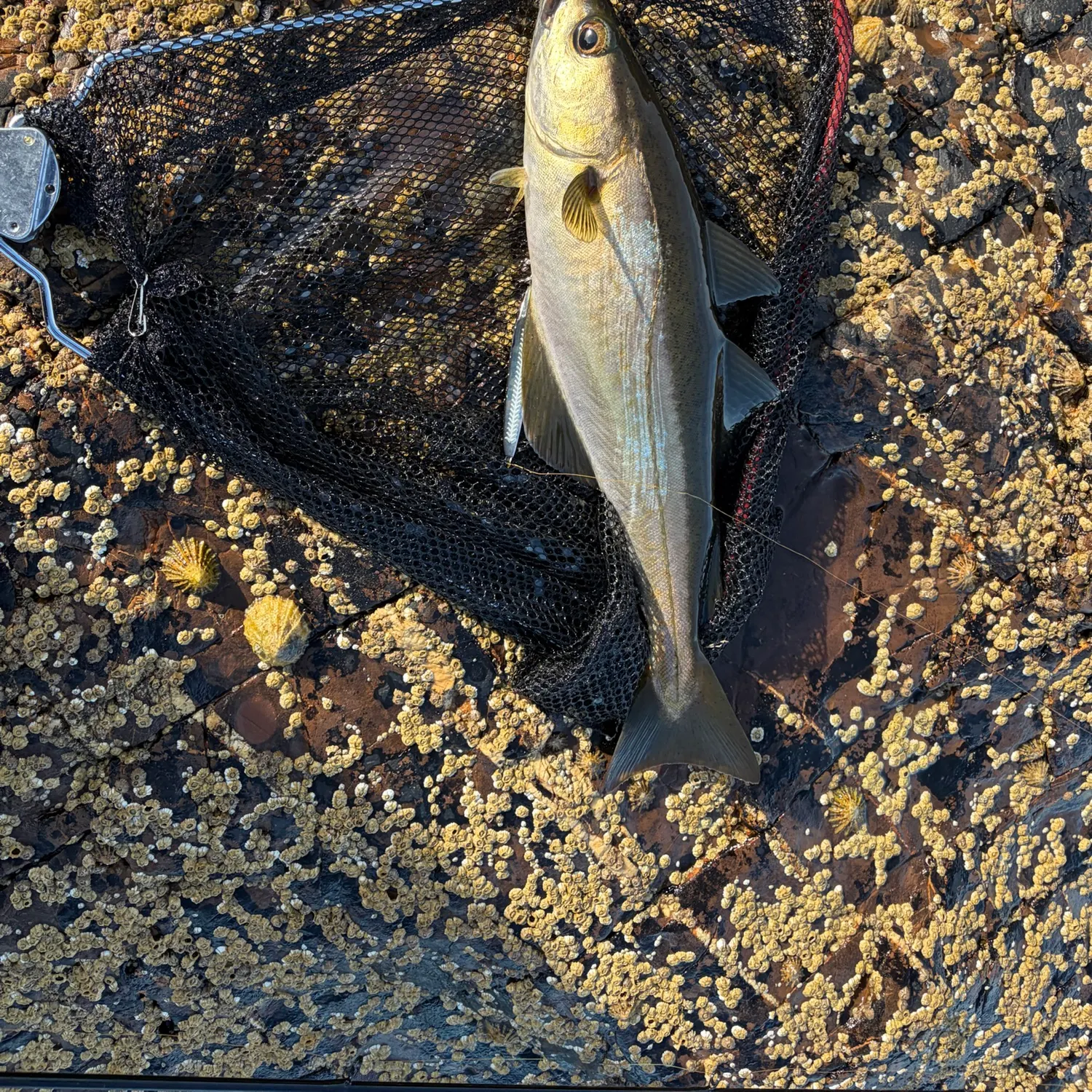 The most recent Pollack catches on Fishbrain