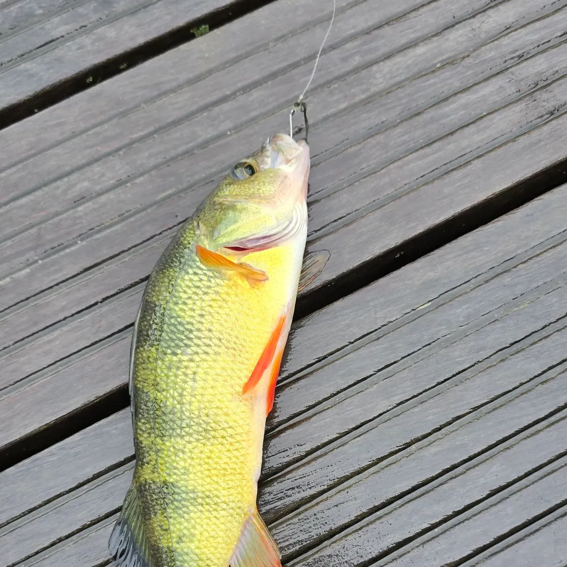 Yellow perch caught on Fishbrain
