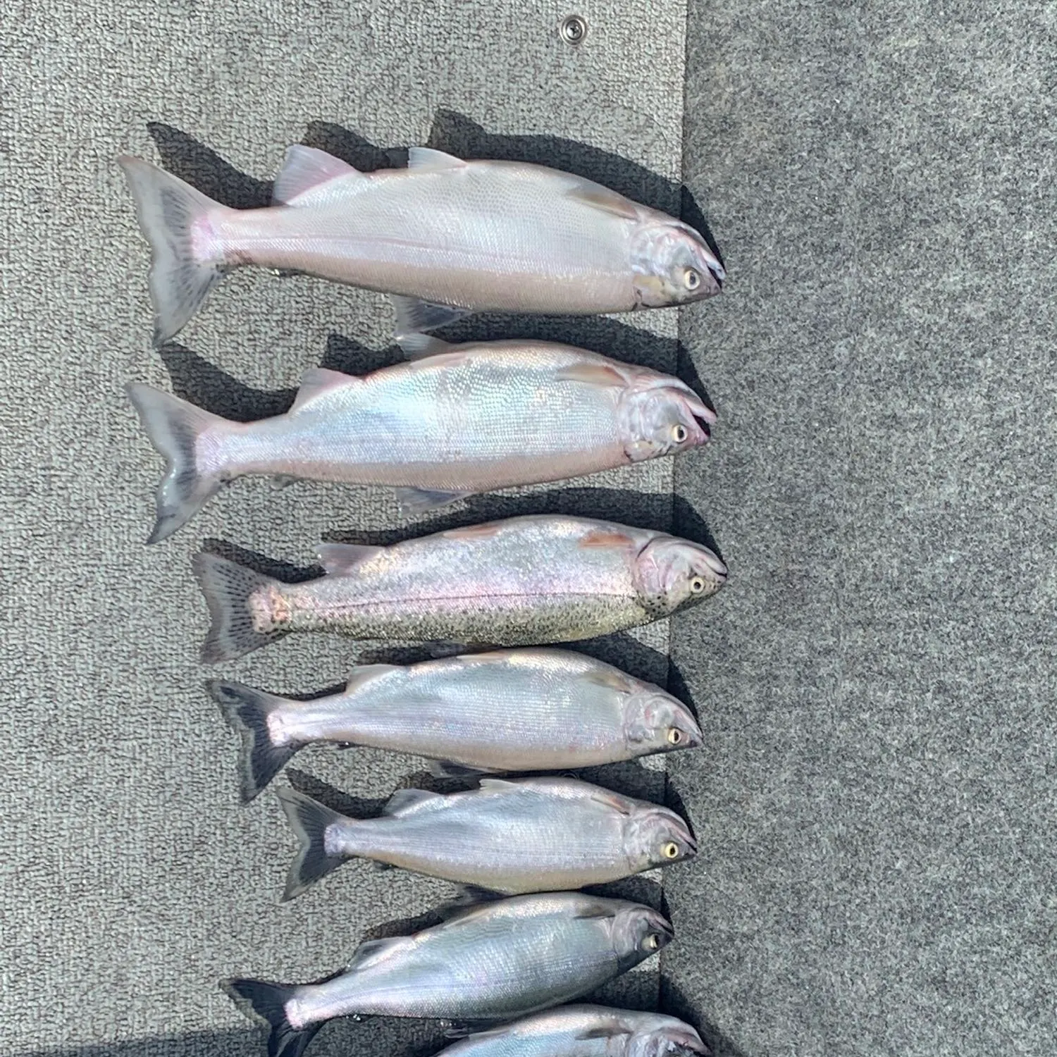 recently logged catches