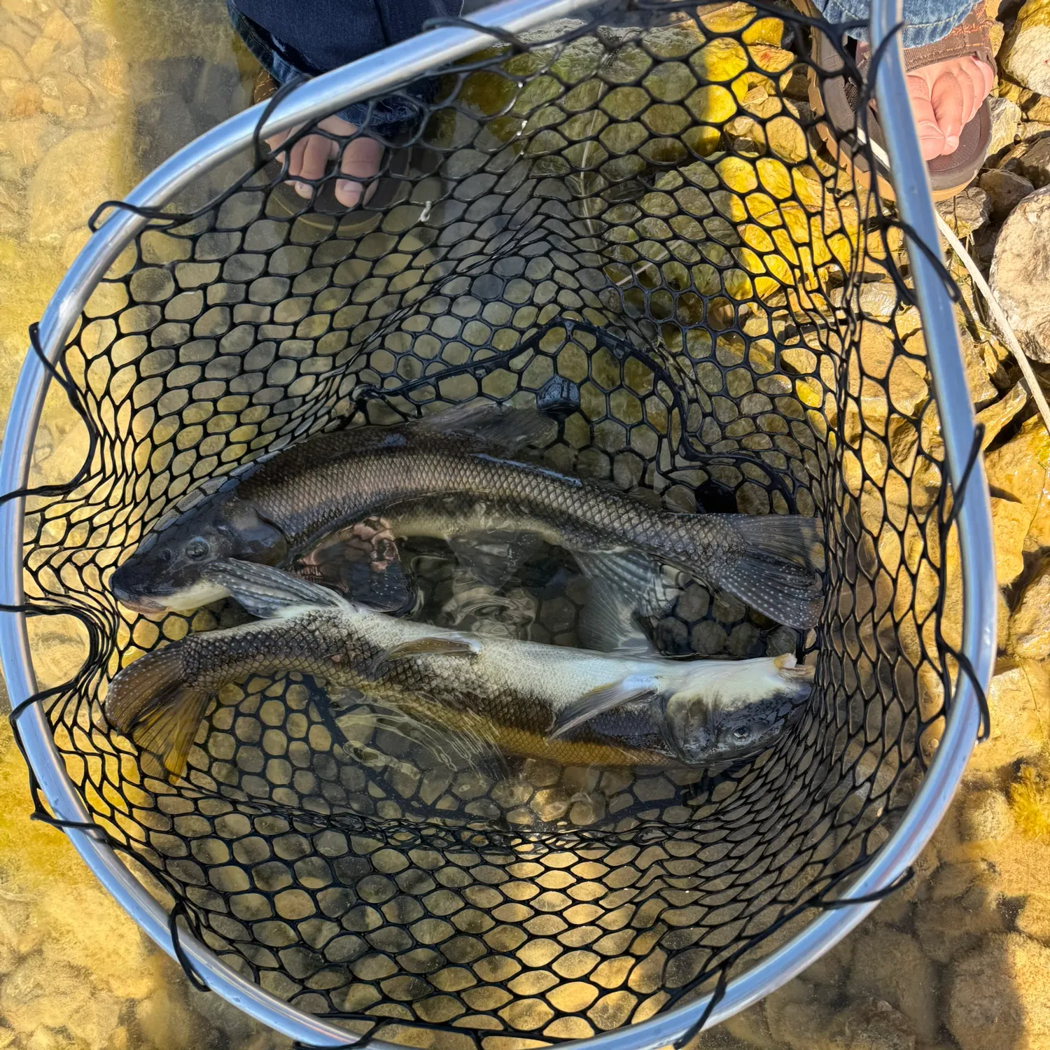 The most recent Utah sucker catches on Fishbrain