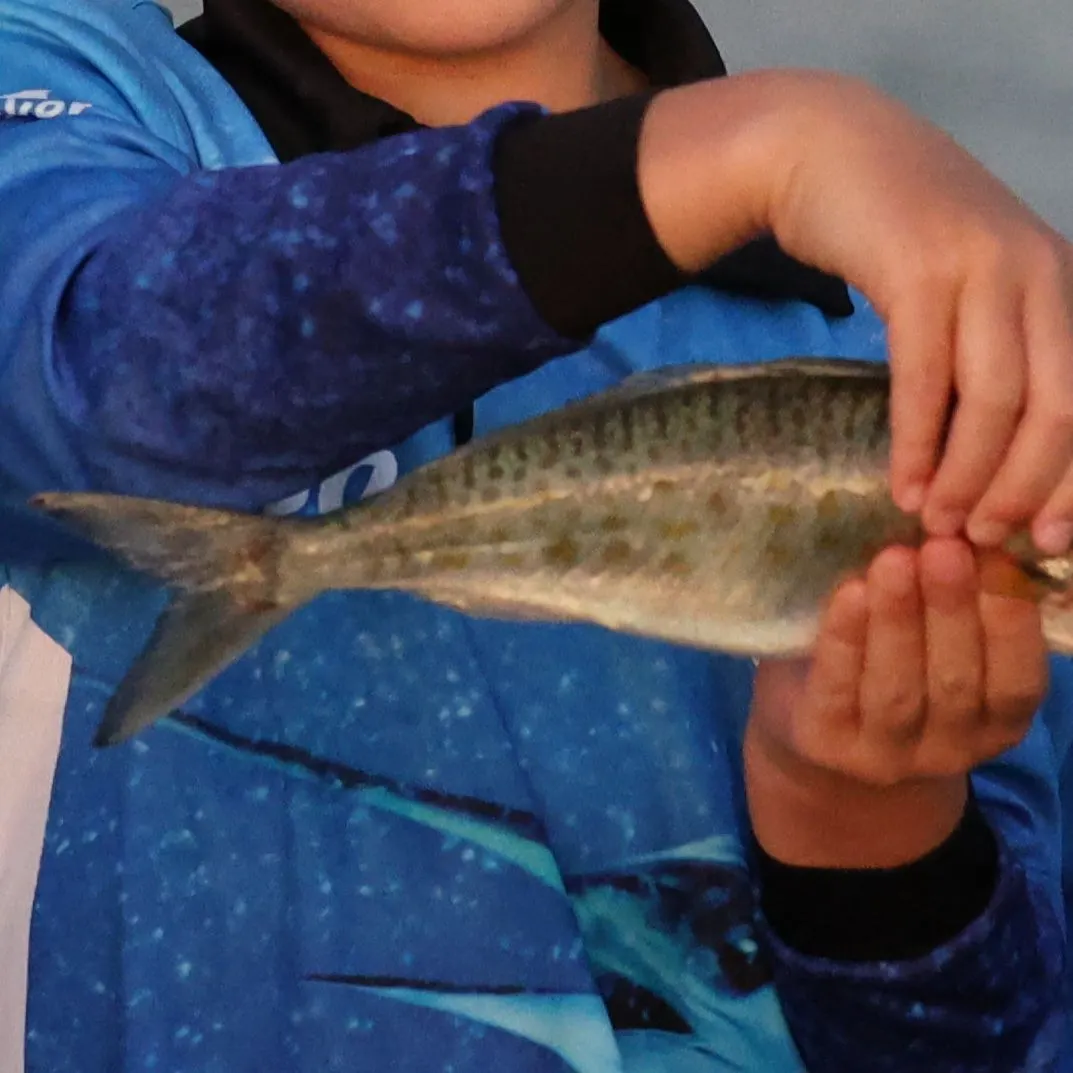 The most recent Eastern Australian salmon catches on Fishbrain