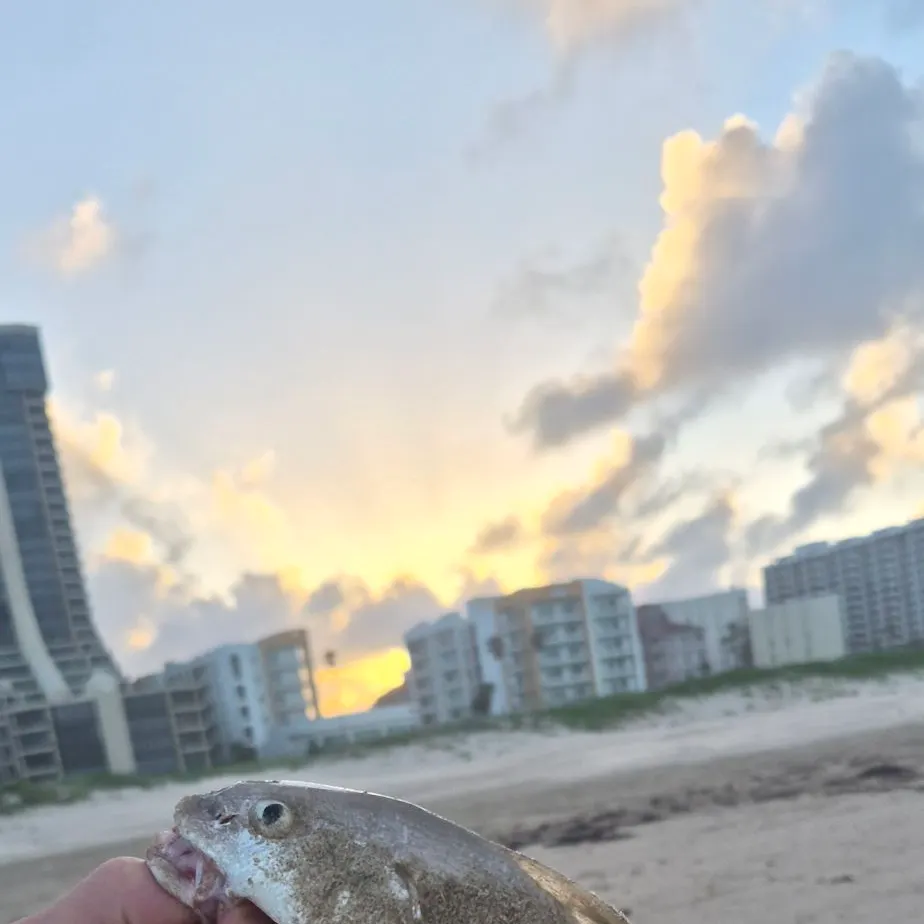 The most recent Gulf kingcroaker catches on Fishbrain