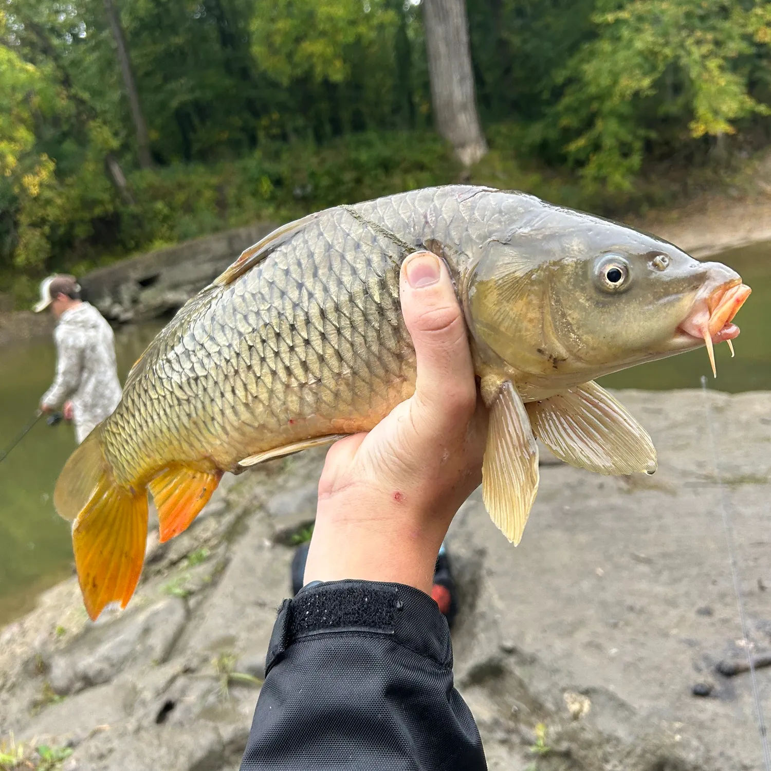 Common carp caught on Fishbrain