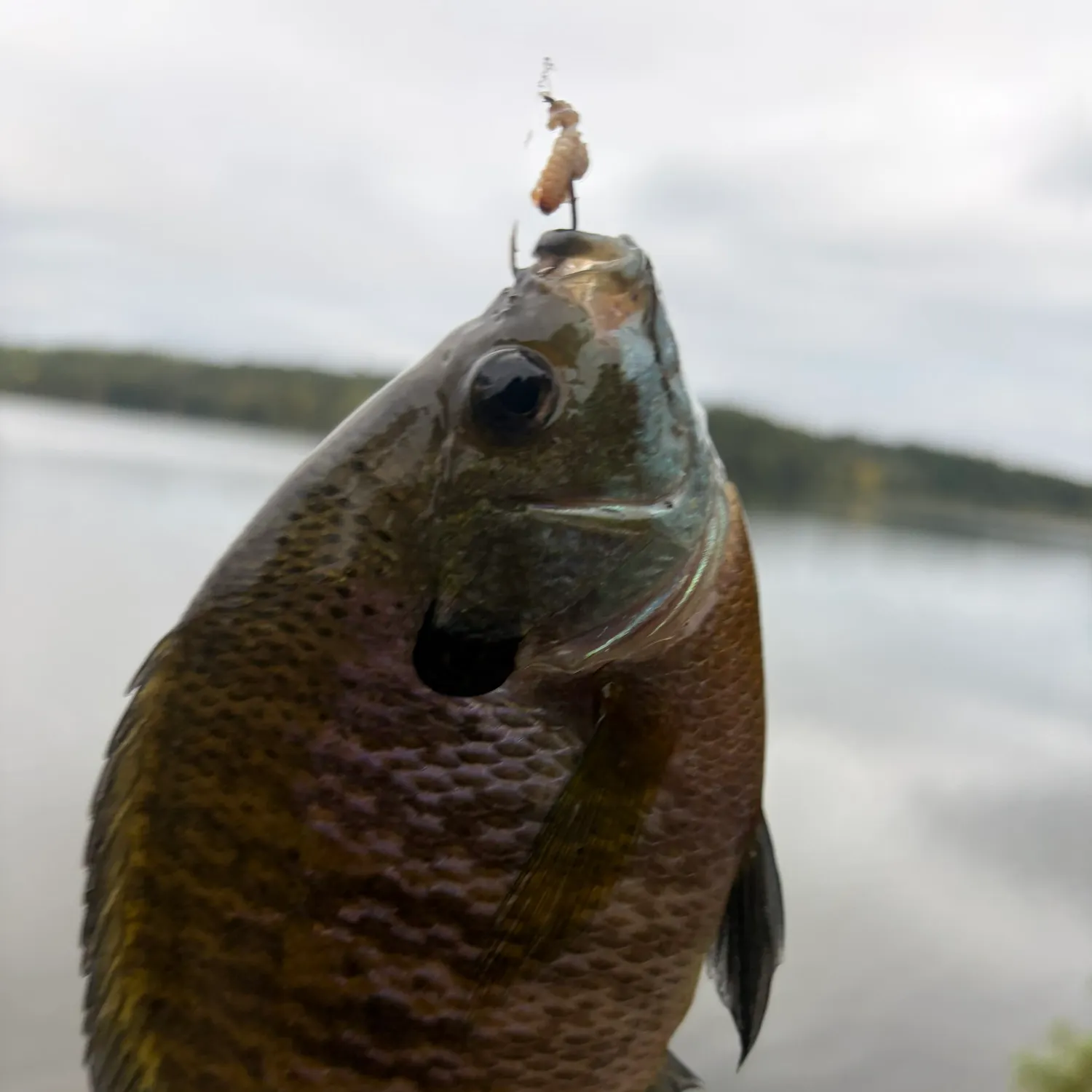 Bluegill caught on Fishbrain