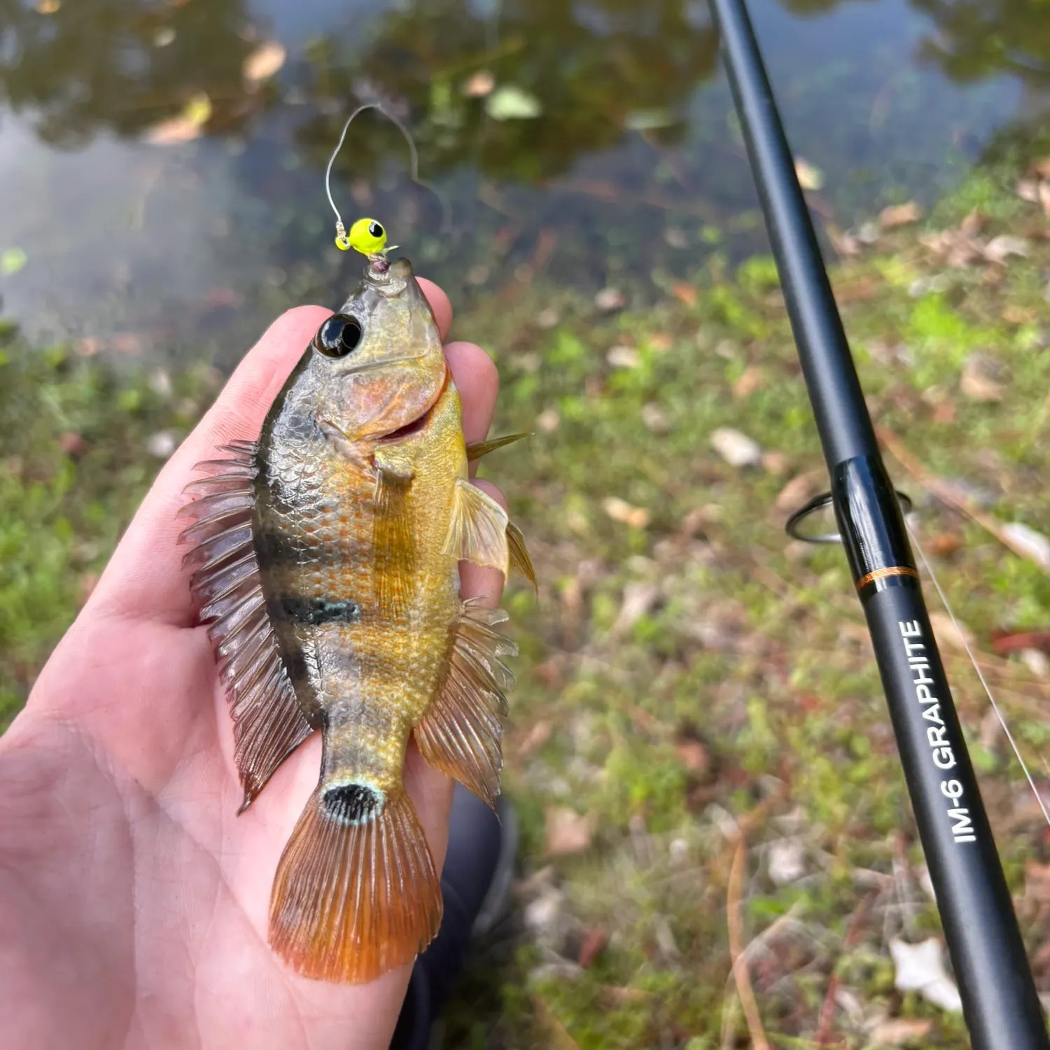 The most recent Mayan cichlid catches on Fishbrain