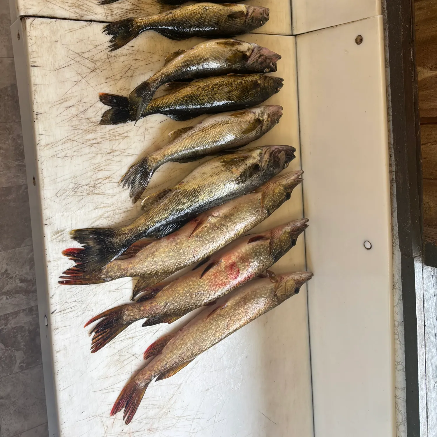recently logged catches